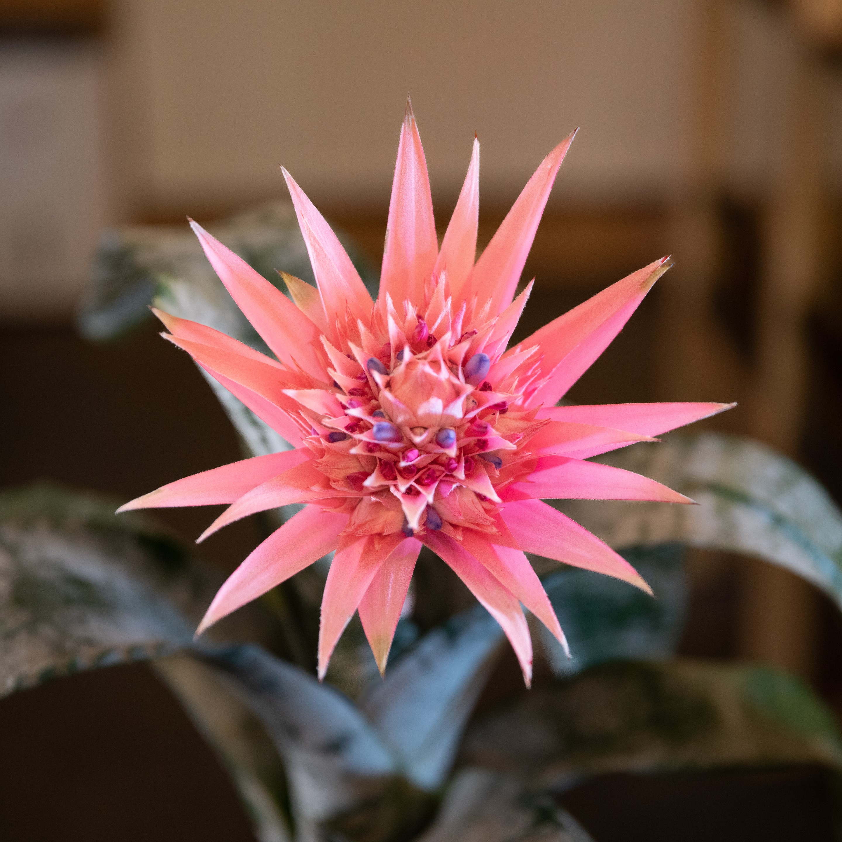 Aechmea_faciata