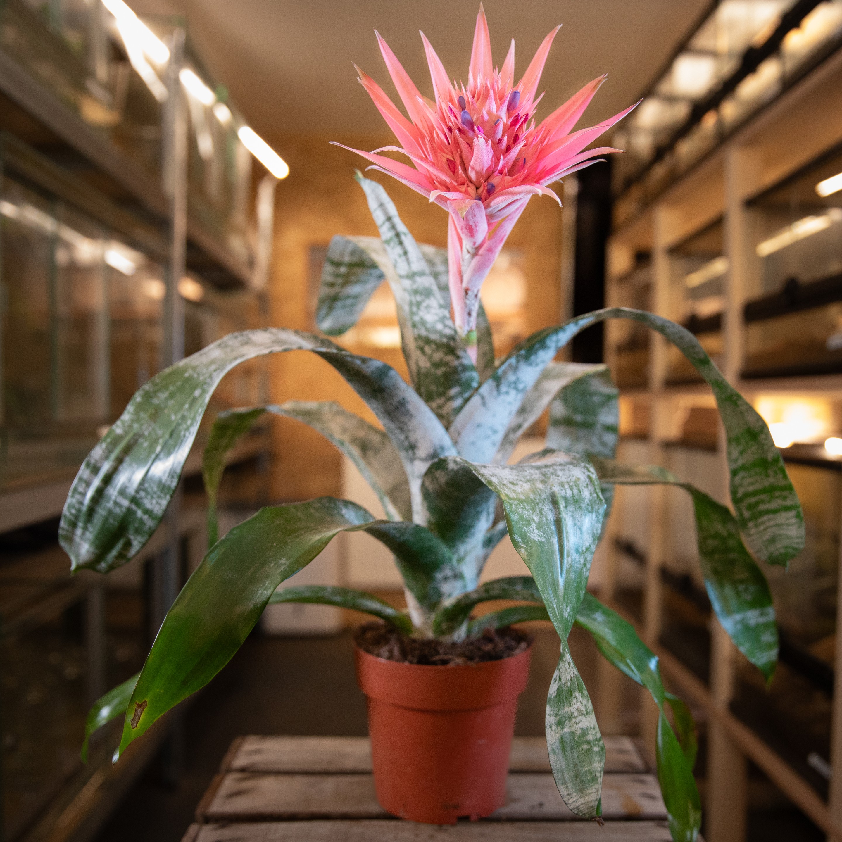 Aechmea_faciata
