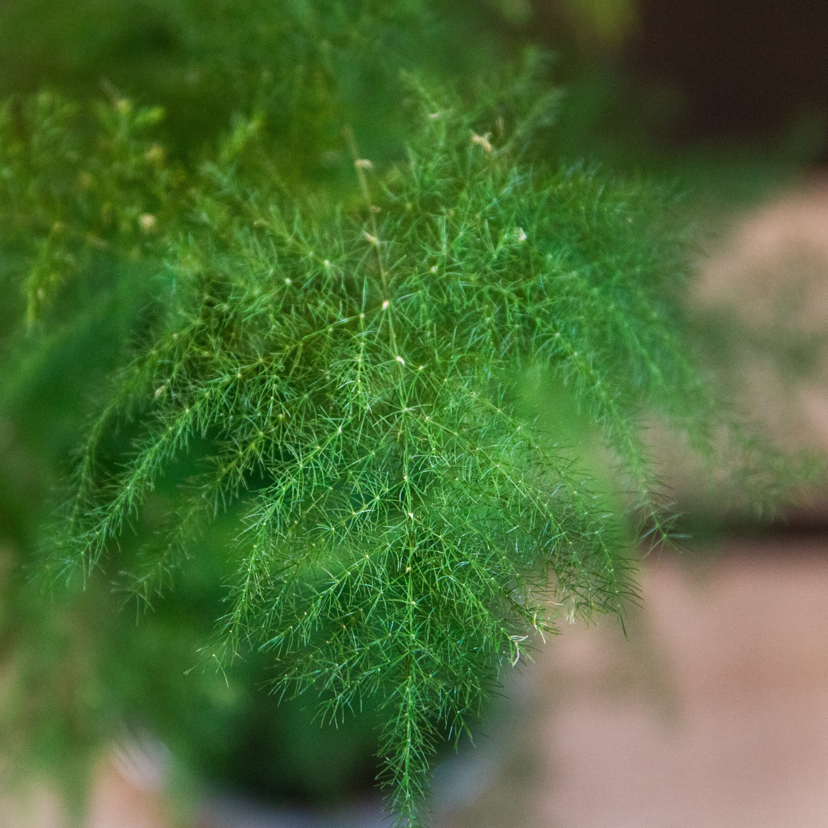 Asparagus_plumosus