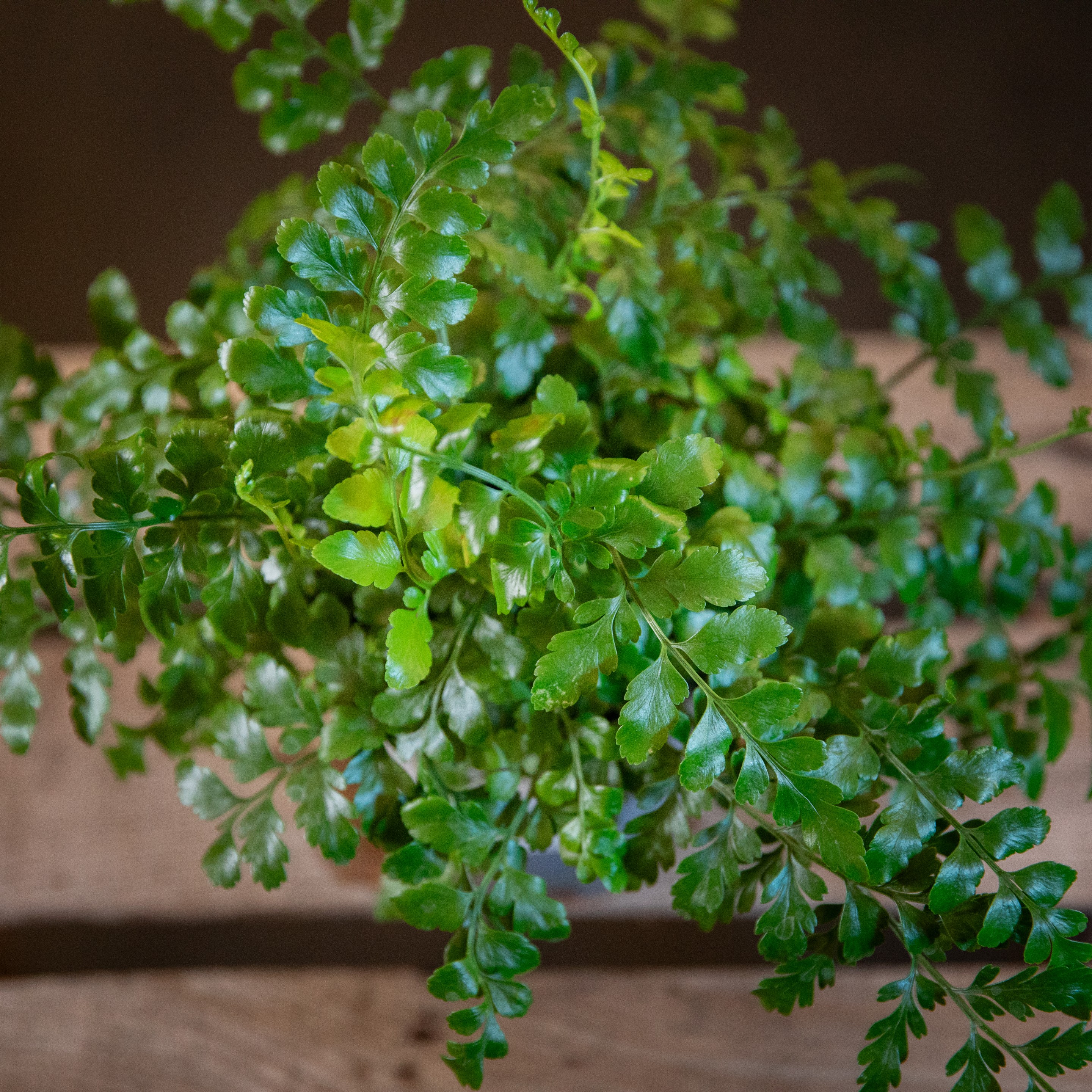 Asplenium_parvati