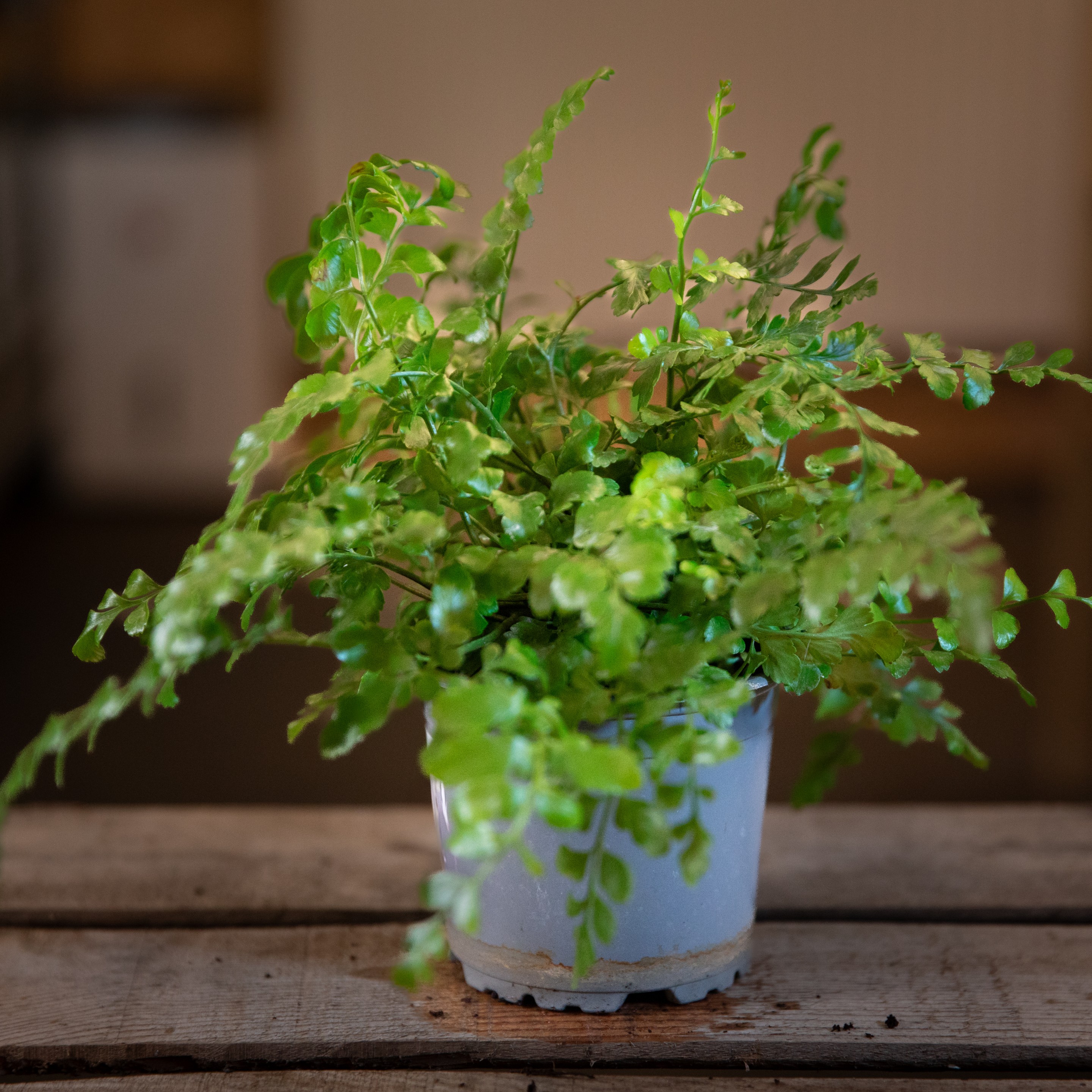 Asplenium_parvati