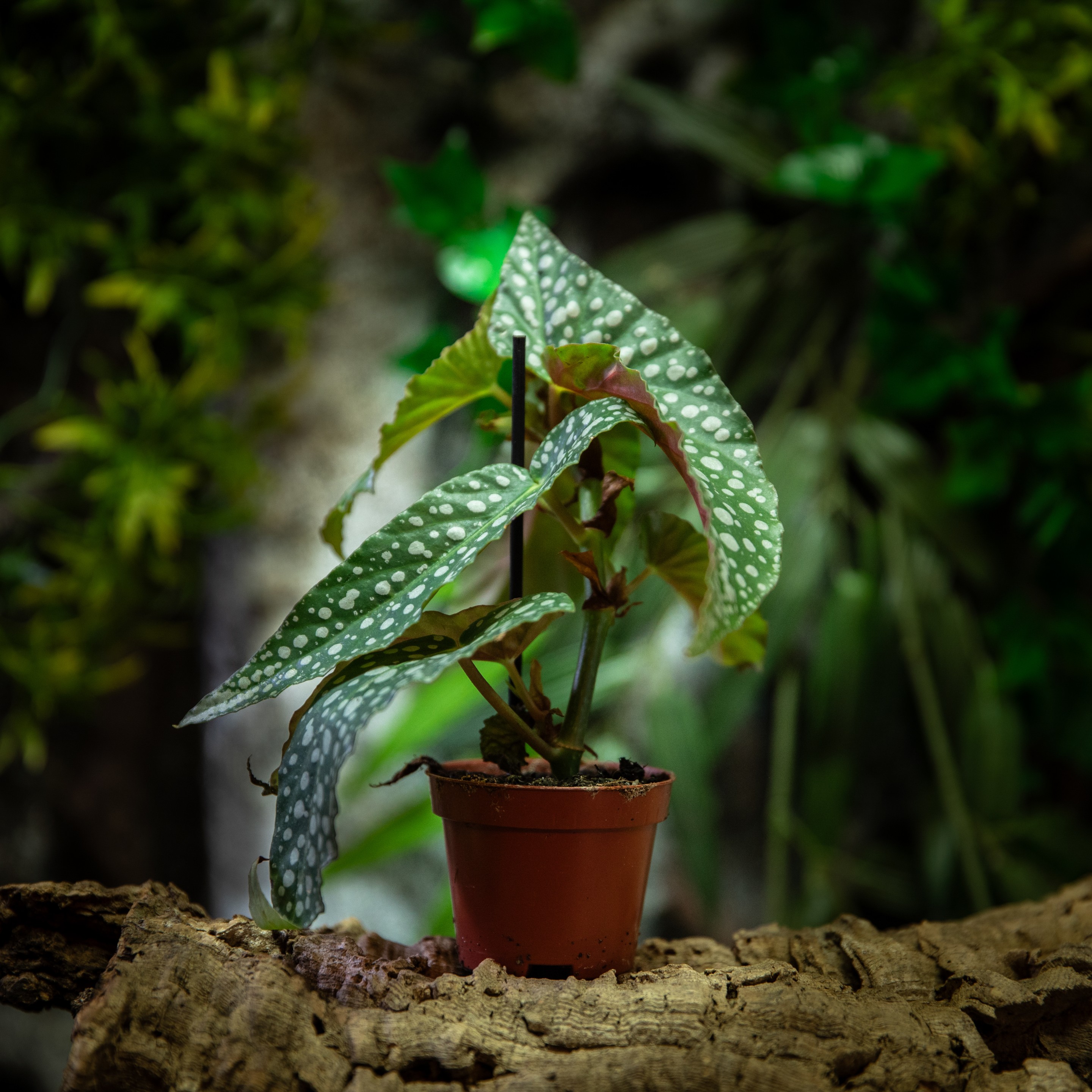 Begonia_maculata