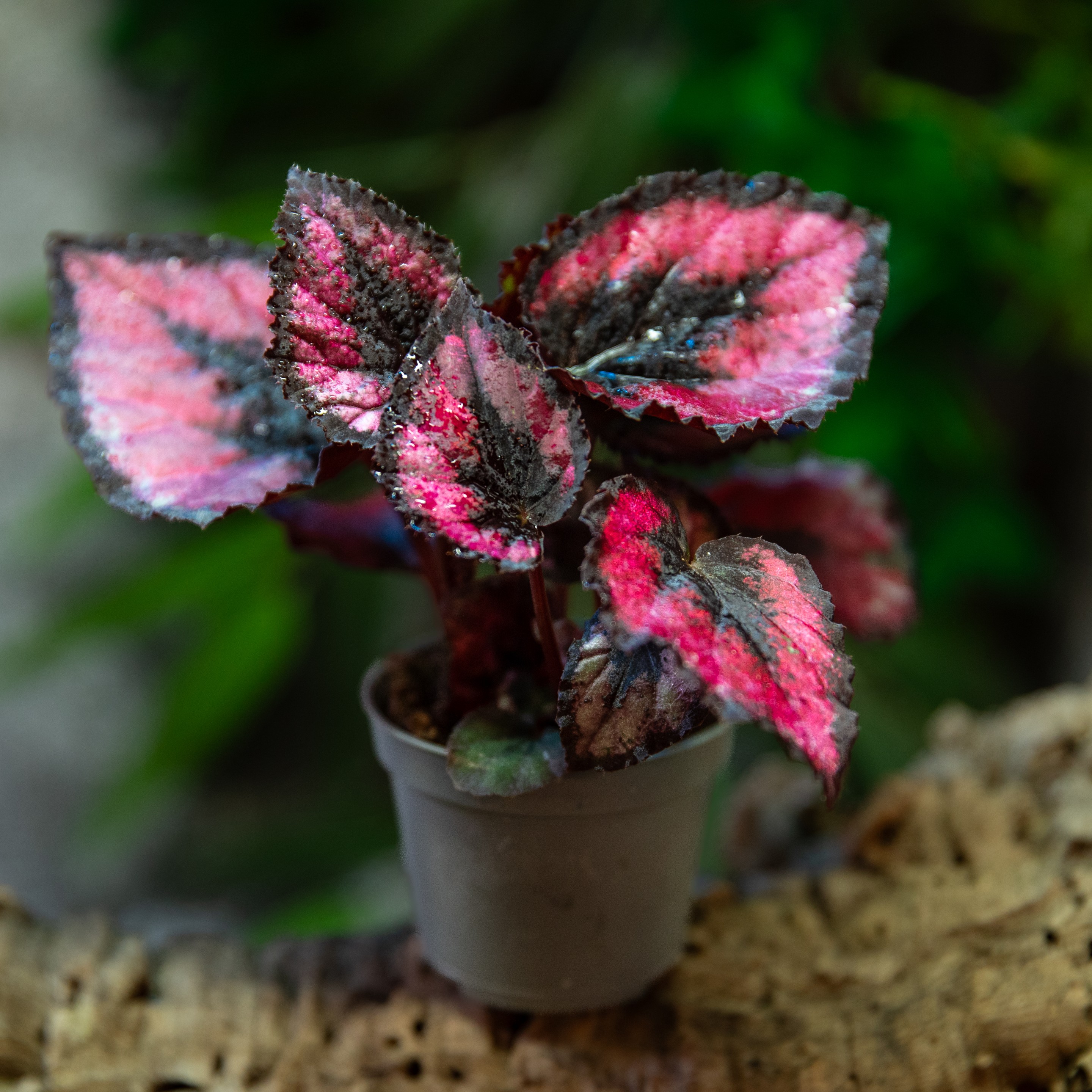 Begonia_rex_cultorum