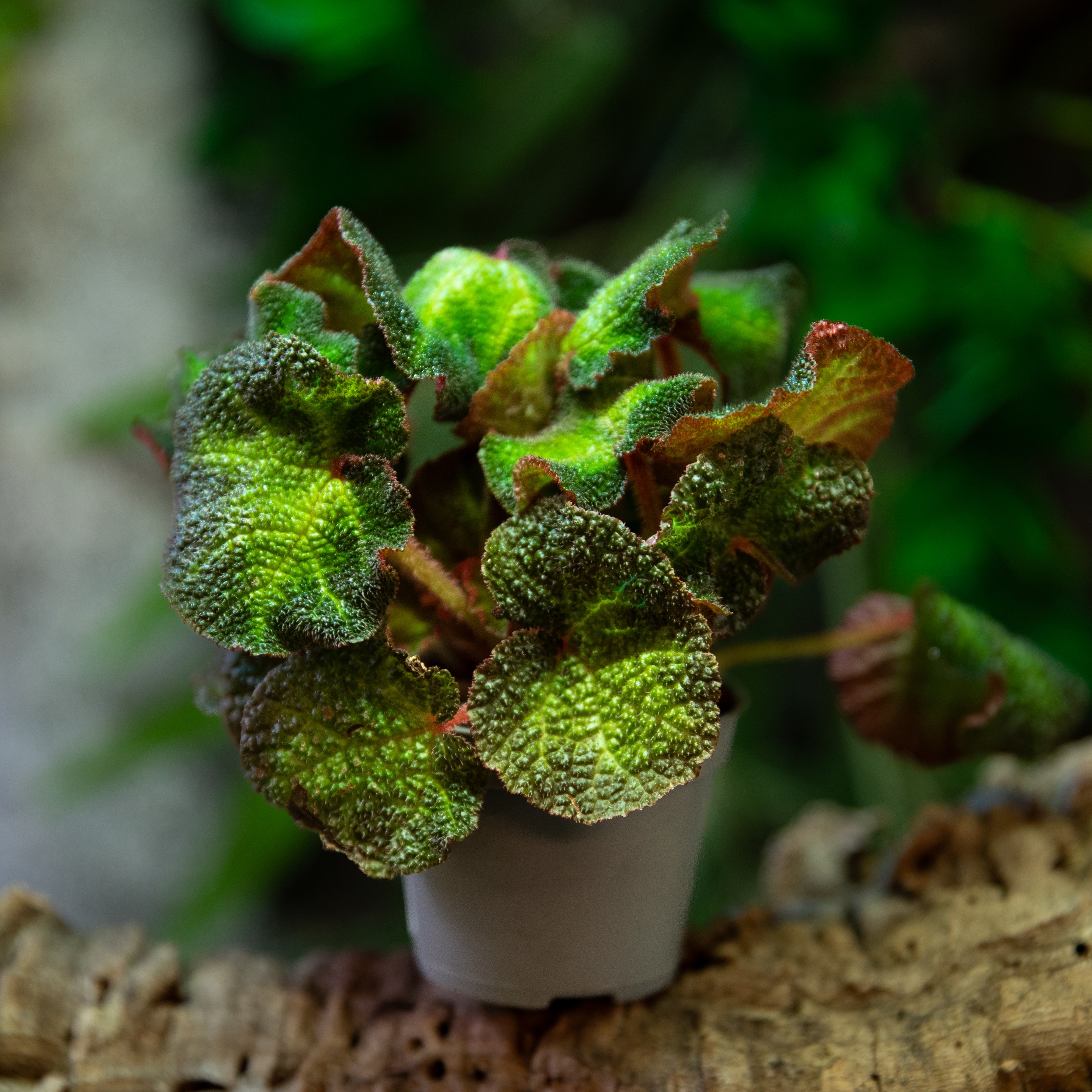 Begonia_sp.