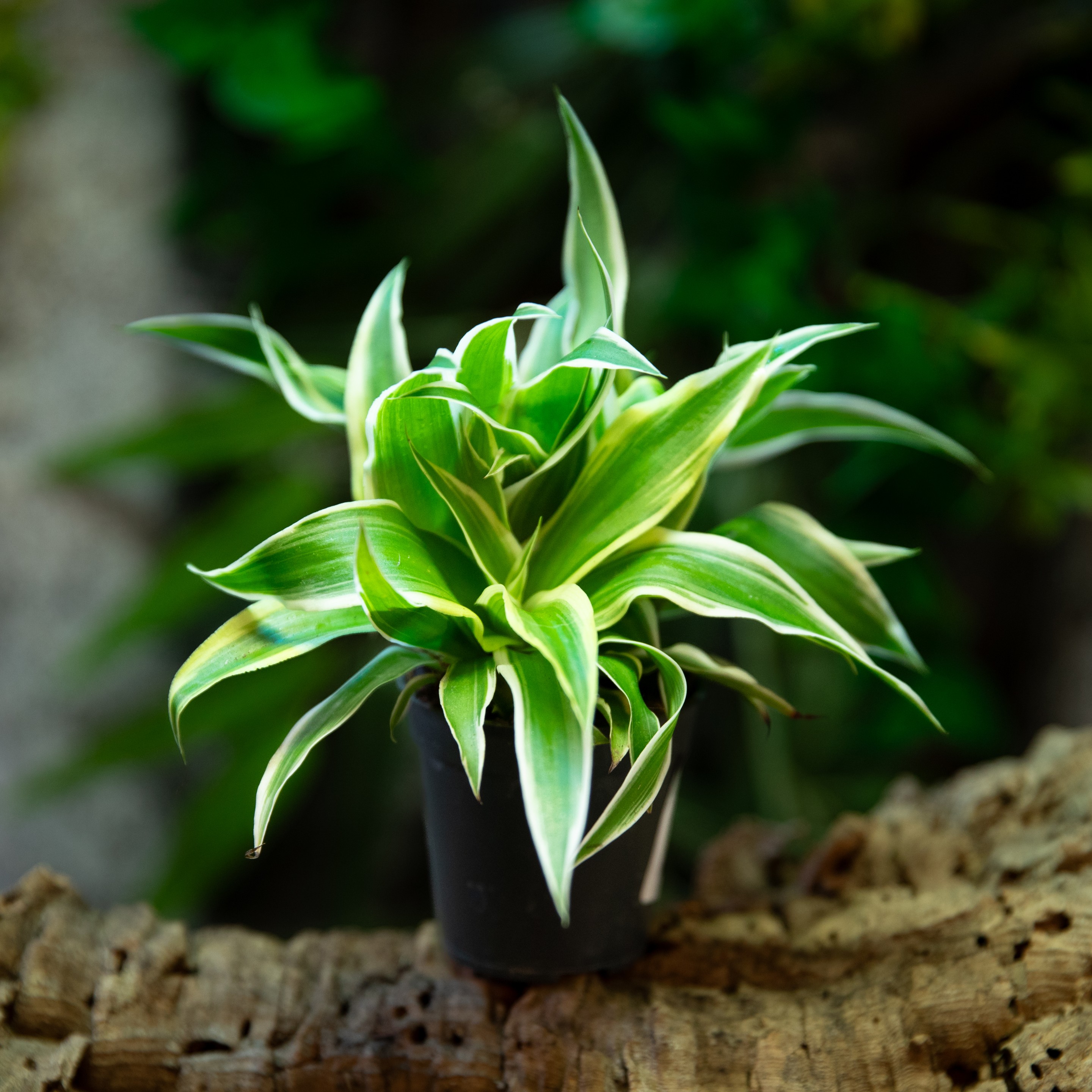 Crlorophytum_sp.