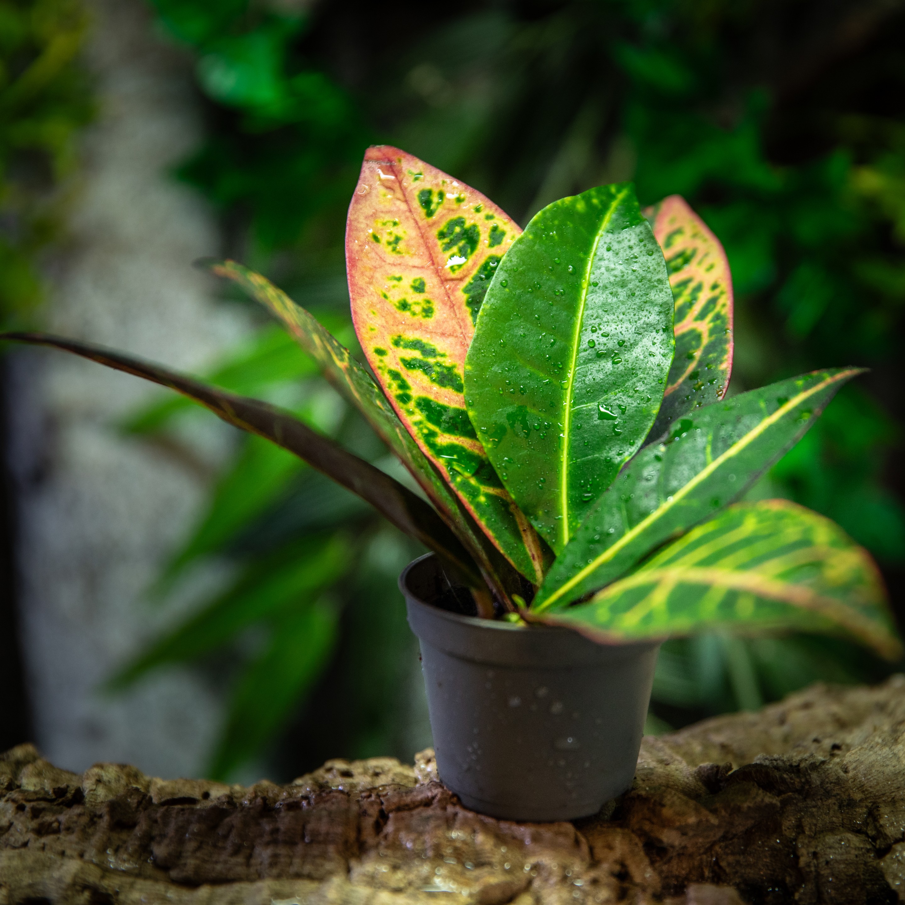 Codiaeum_sp._variegatum