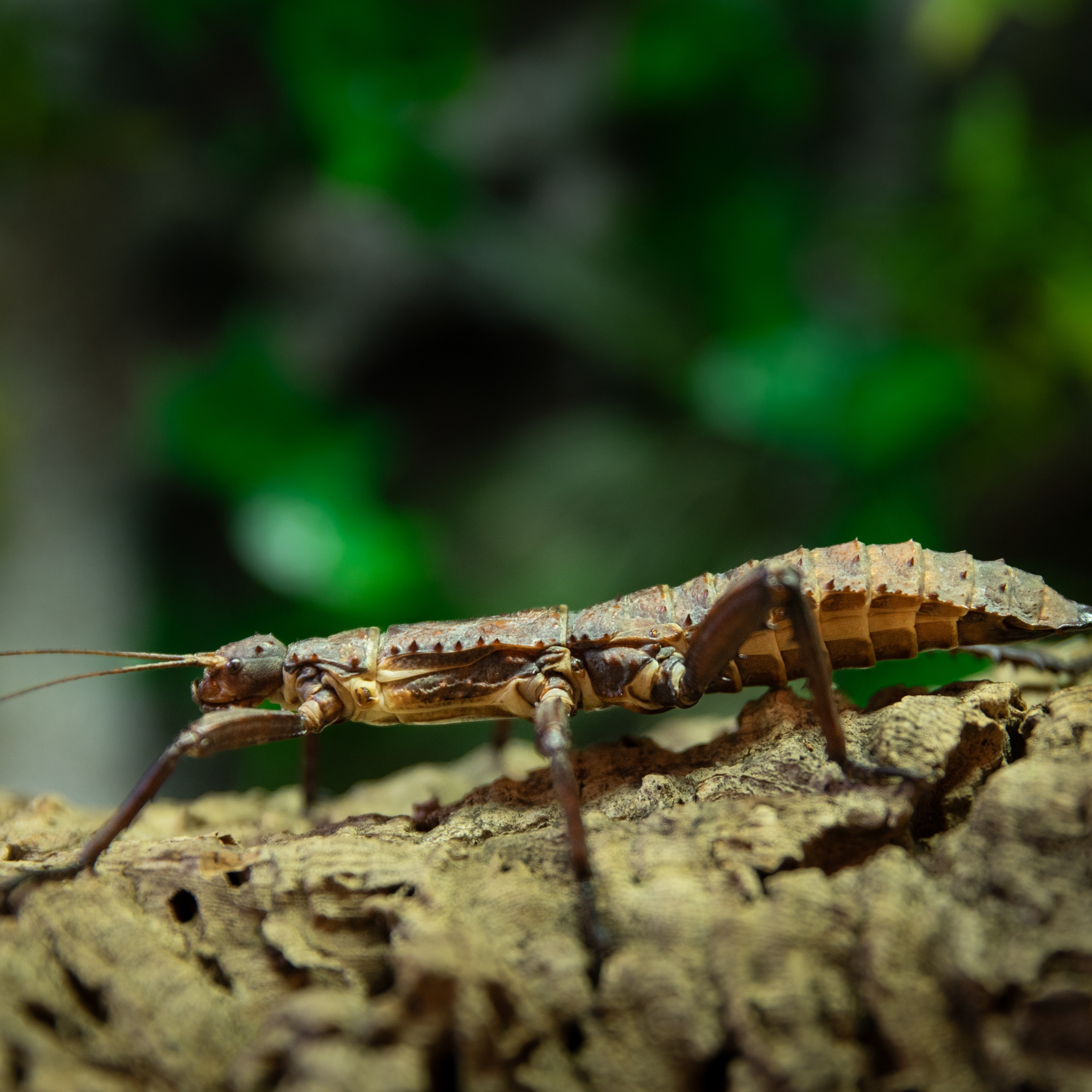 Eurycantha_calcarata_femelle