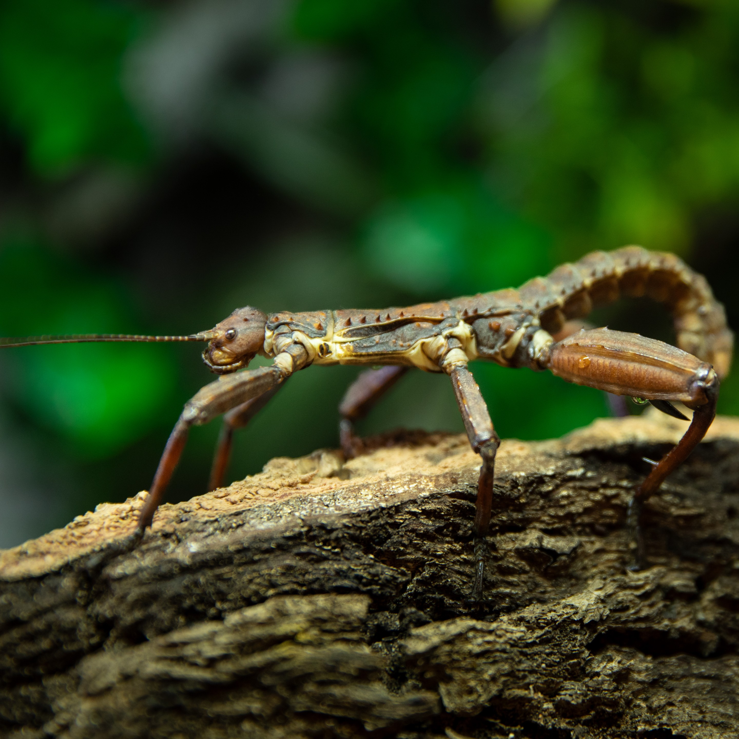 Eurycantha_calcarata_mâle