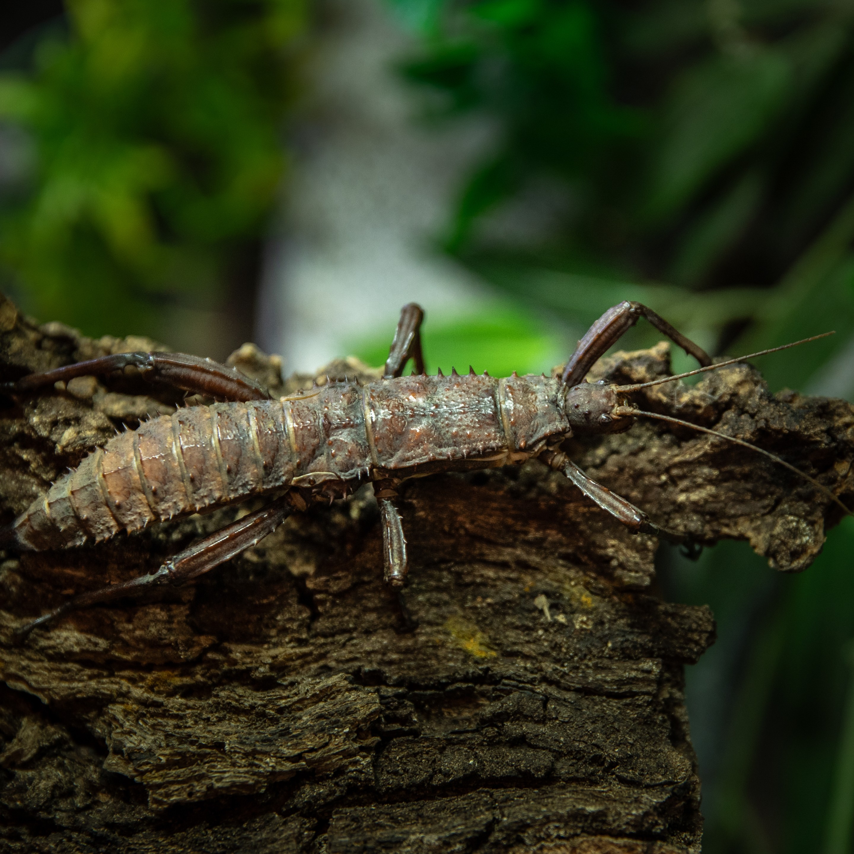 Eurycantha_calcarata_femelle