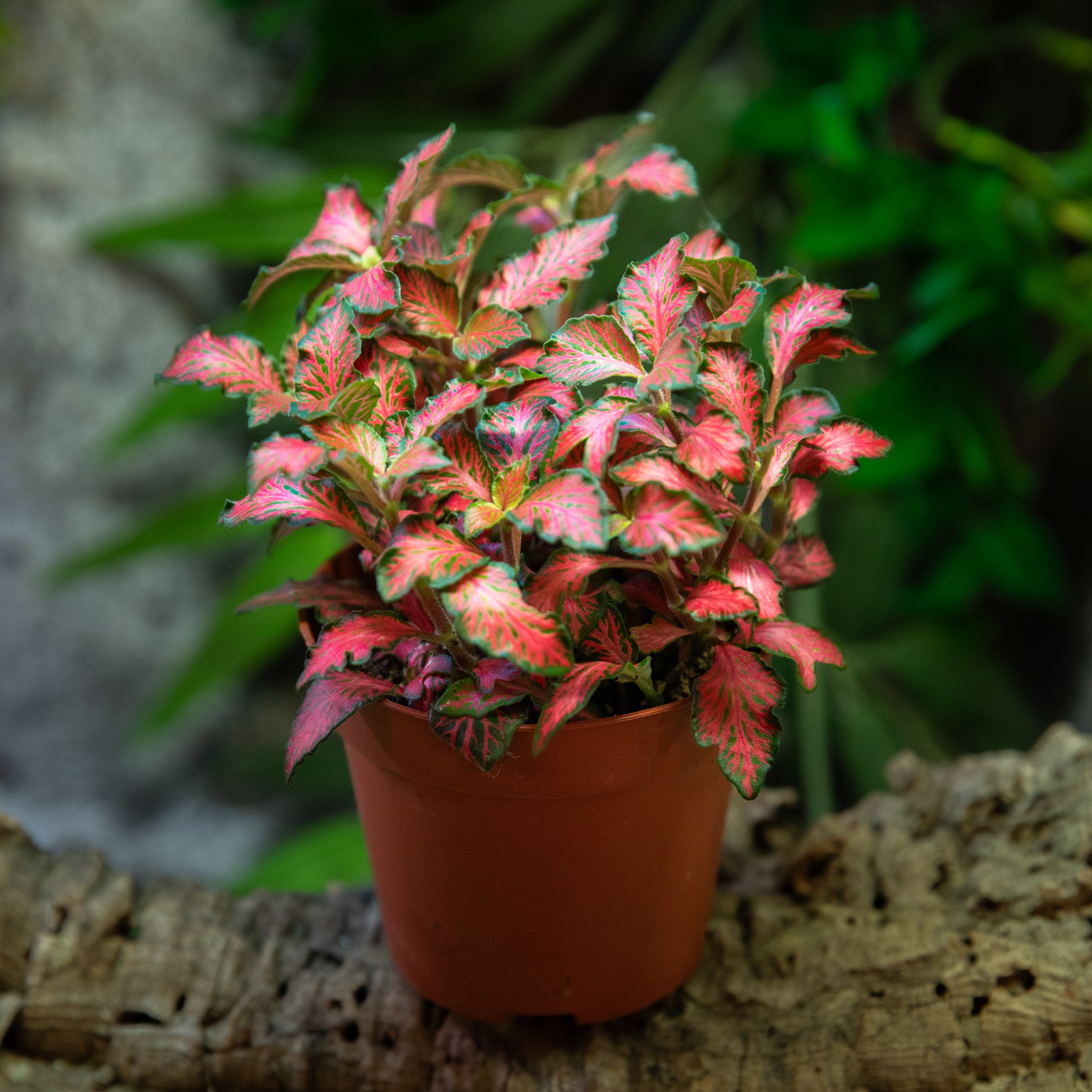 Fittonia