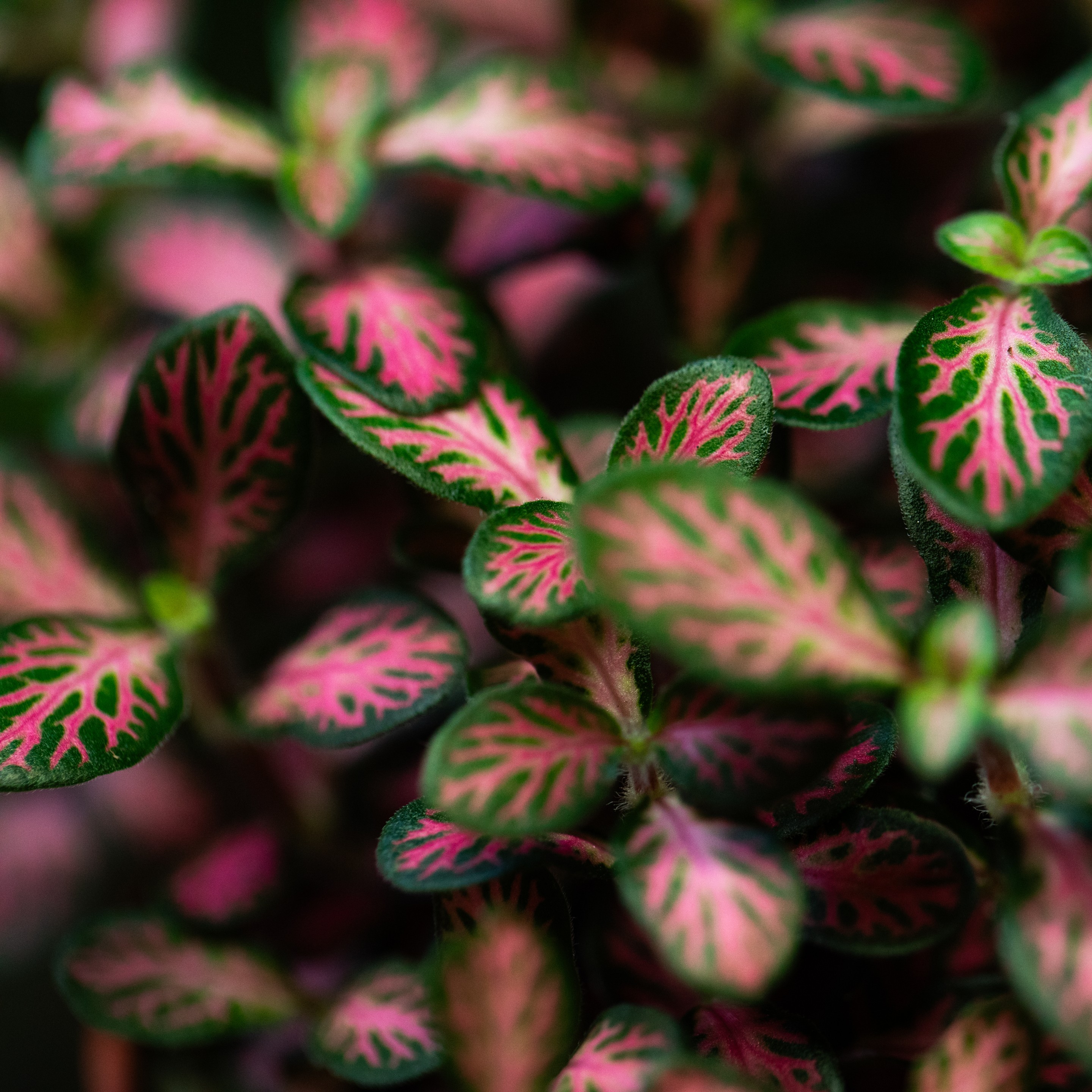Fittonia