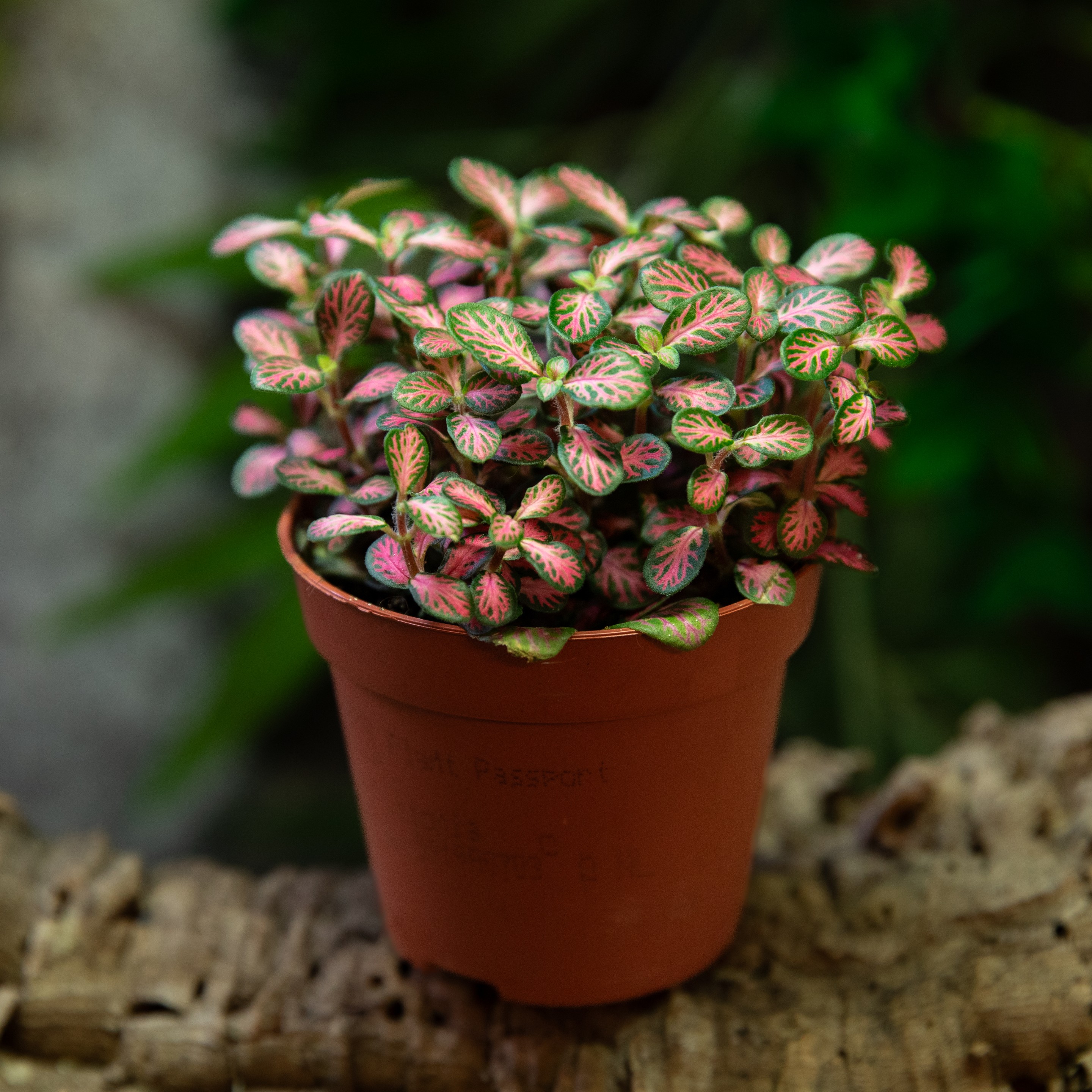 Fittonia