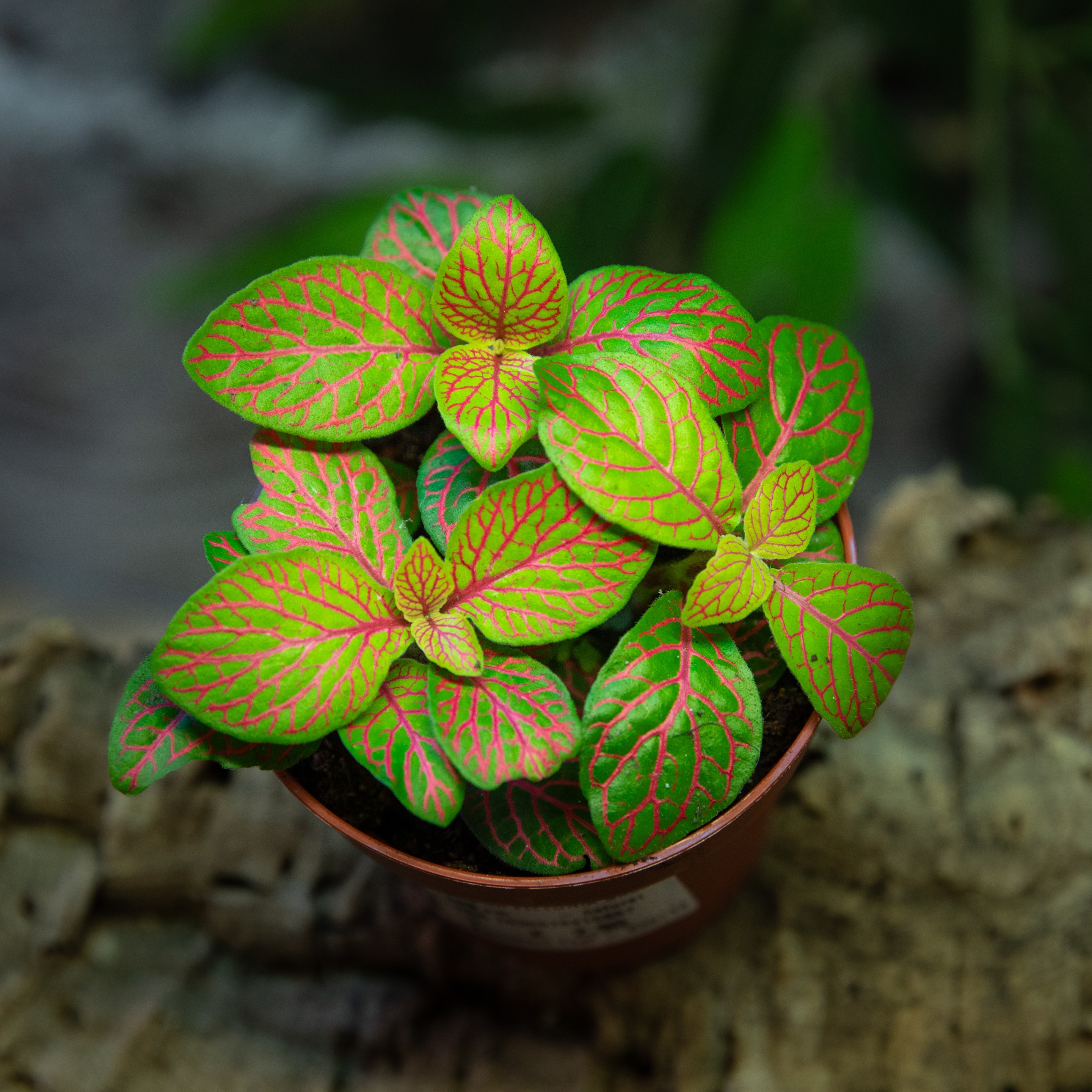 Fittonia sp.