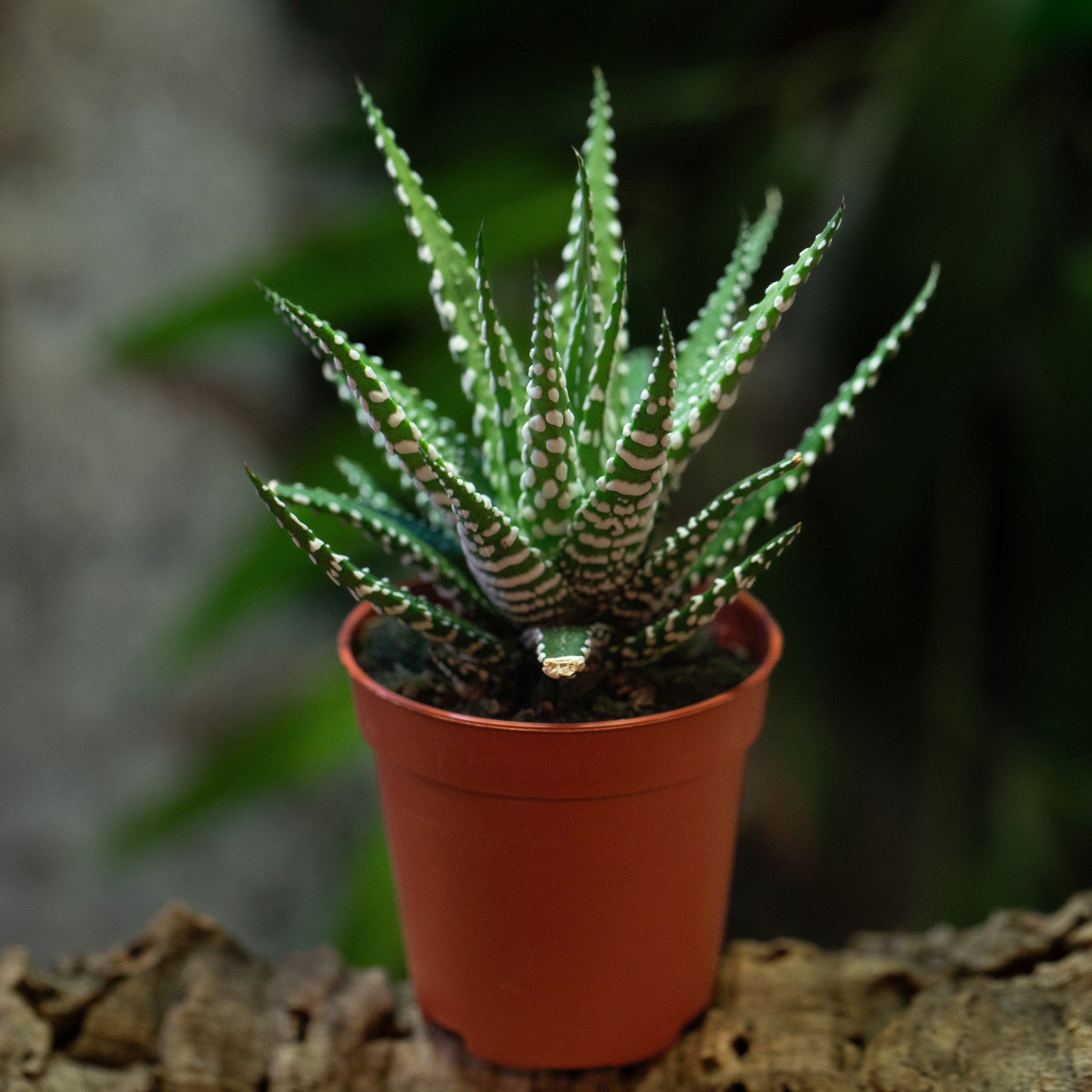 Haworthia_fasciata