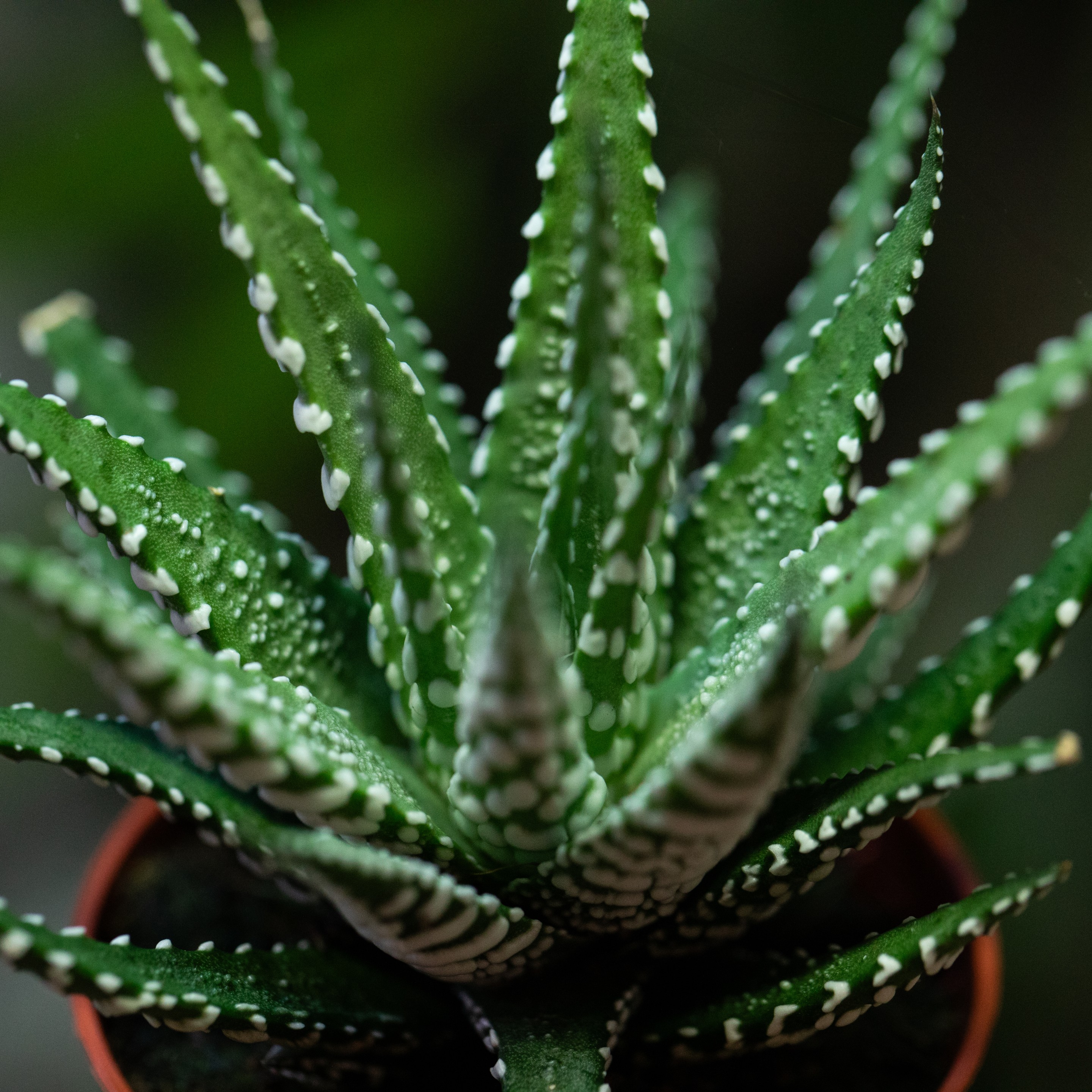 Haworthia_fasciata
