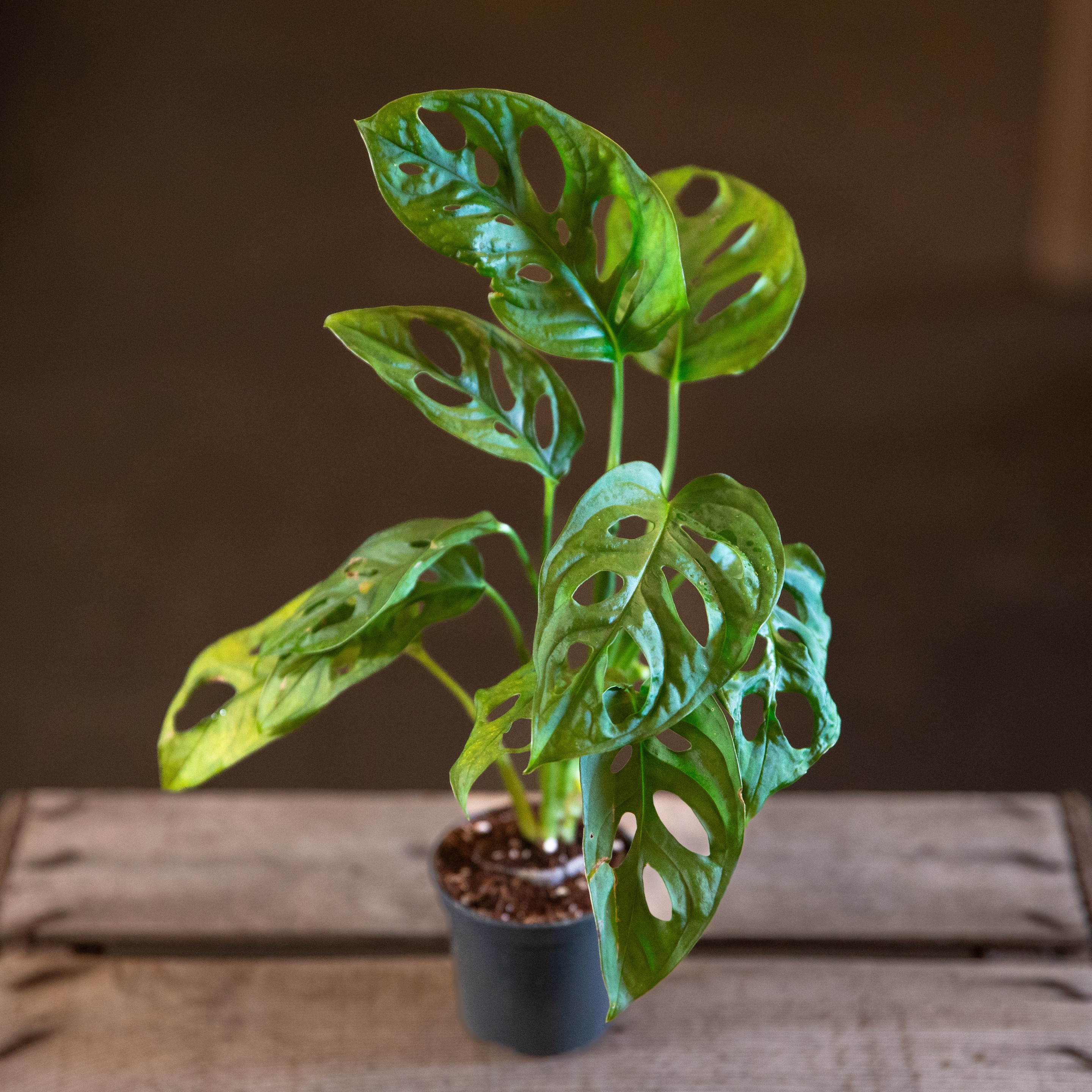 Monstera_andansonii