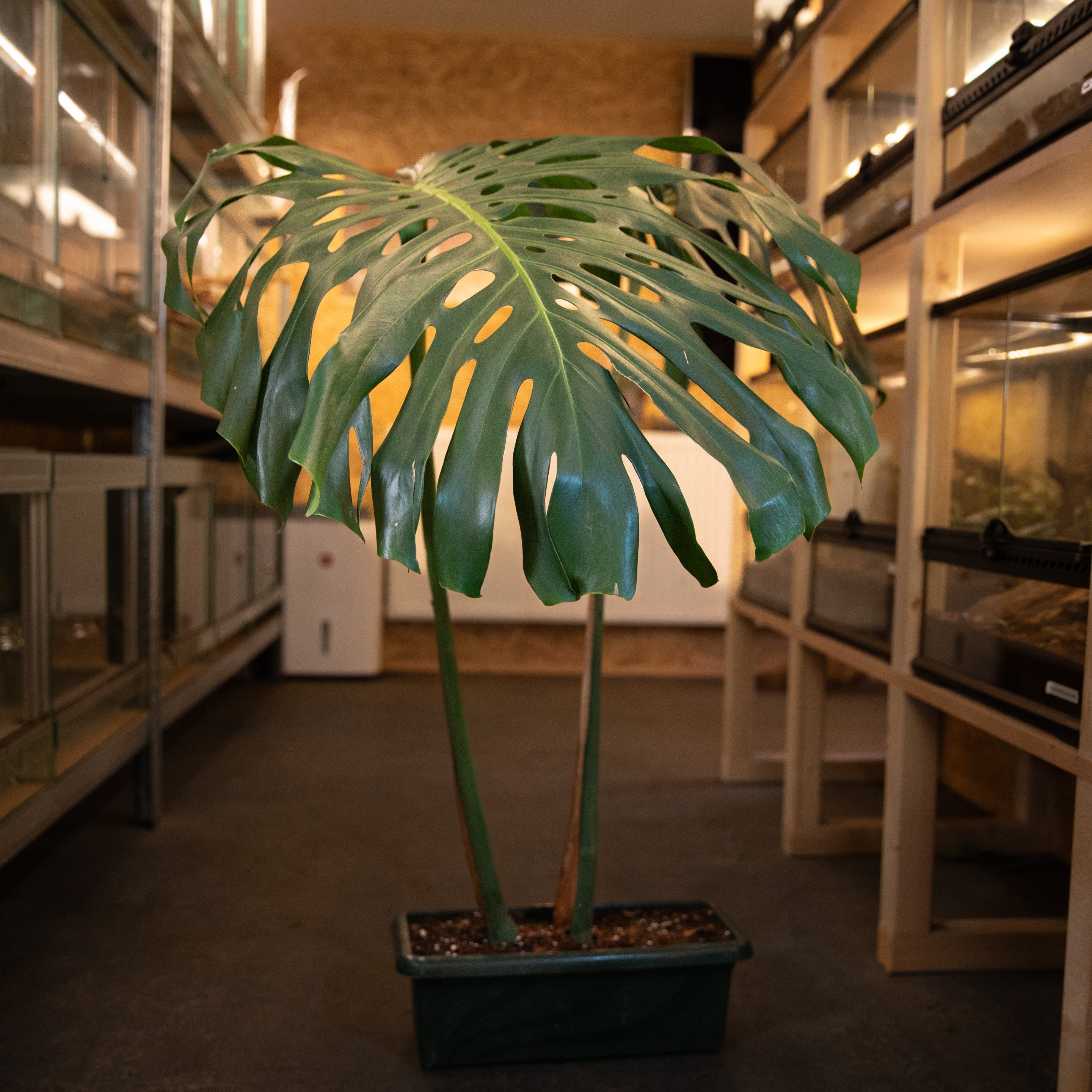 Monstera_deliciosa_XXL