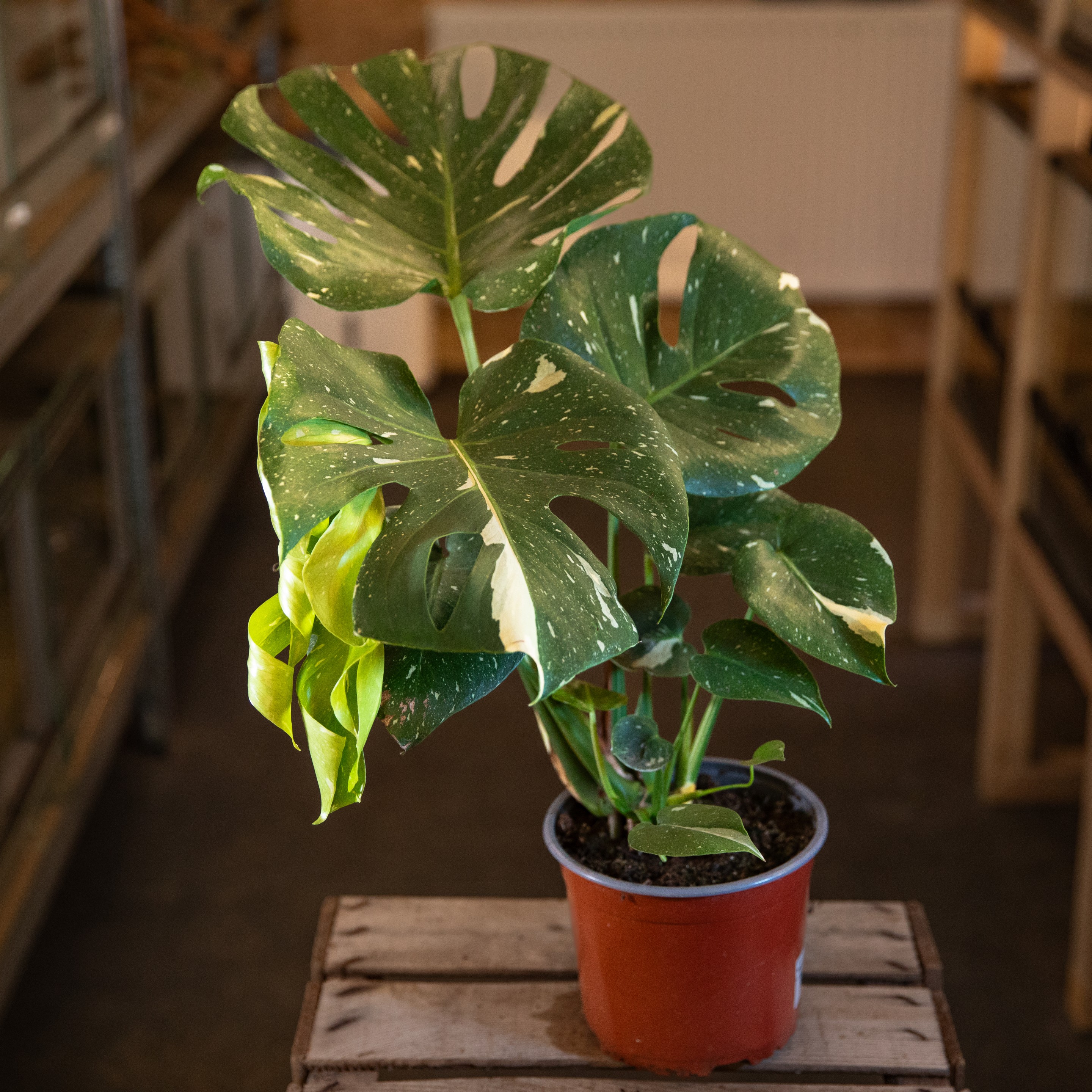 Monstera_deliciosa_Thai_Constellation