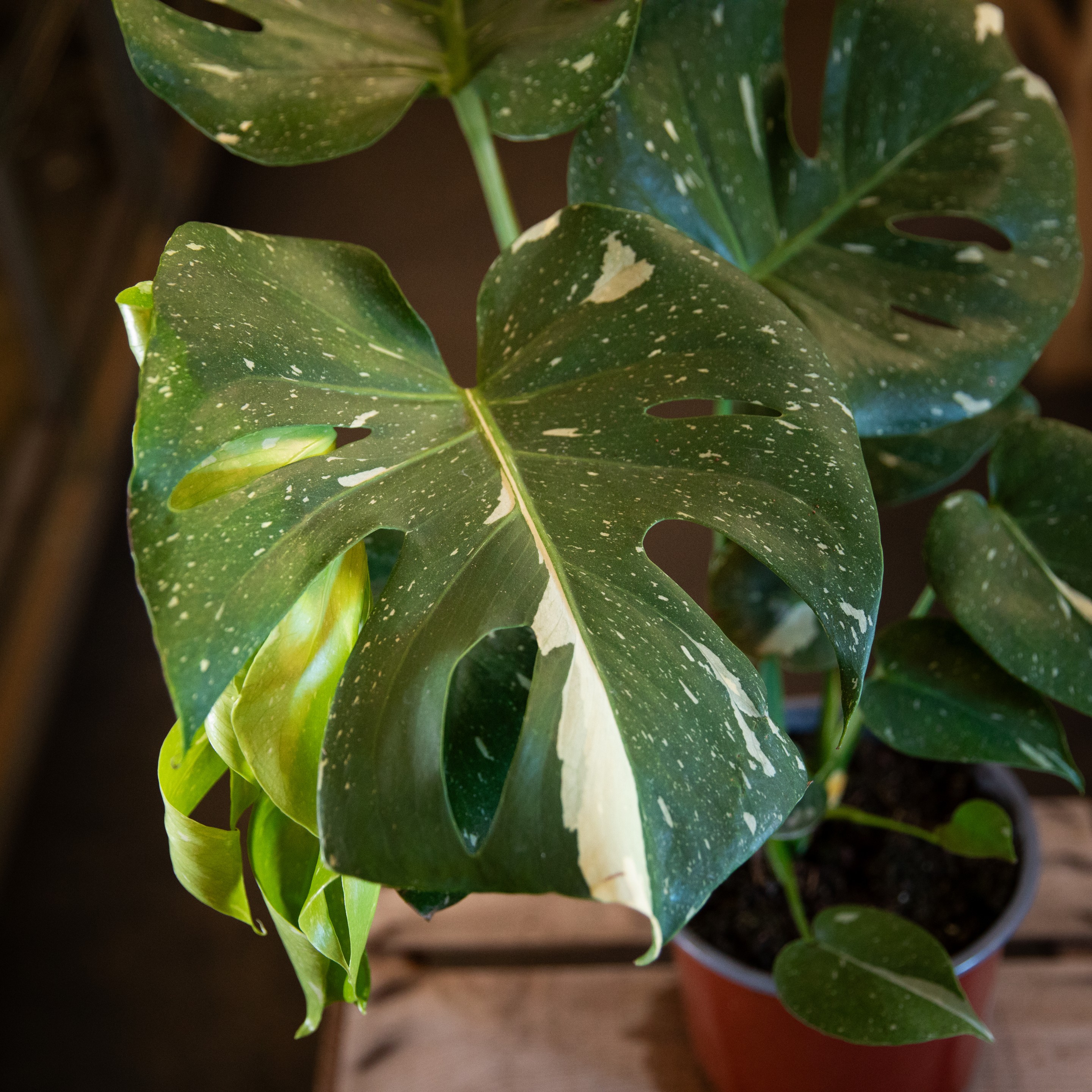 Monstera_deliciosa_Thai_Constellation