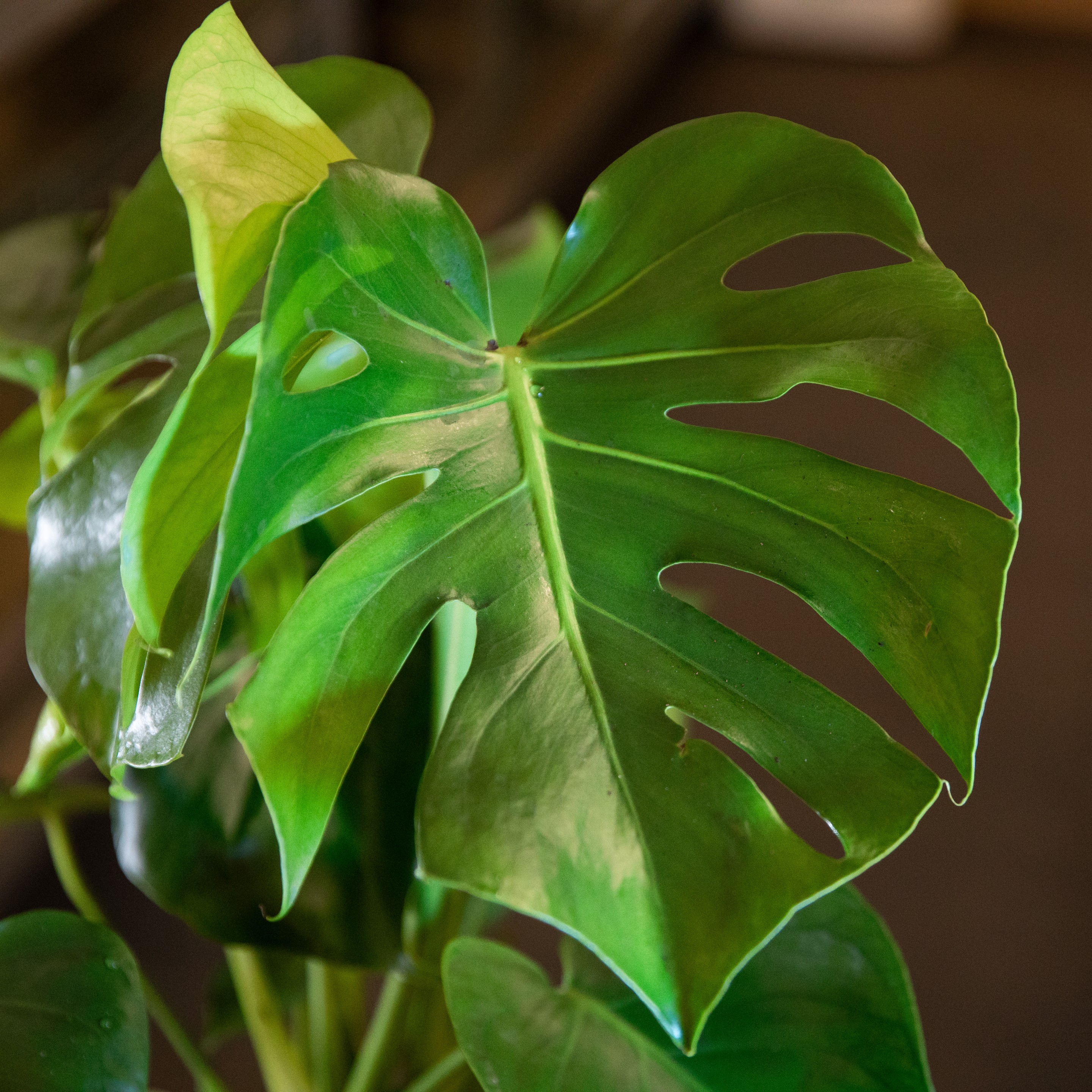 Monstera_deliciosa