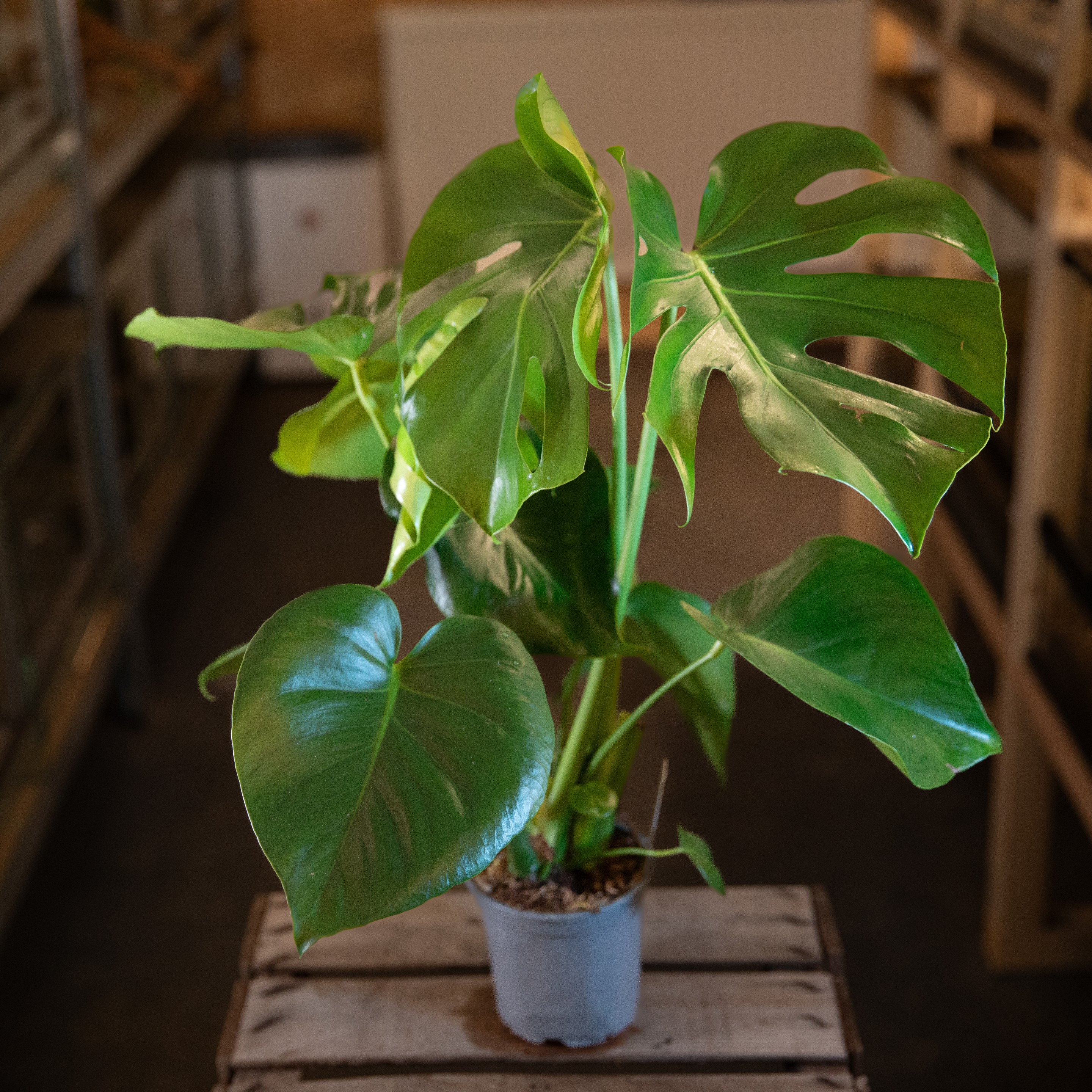 Monstera_deliciosa
