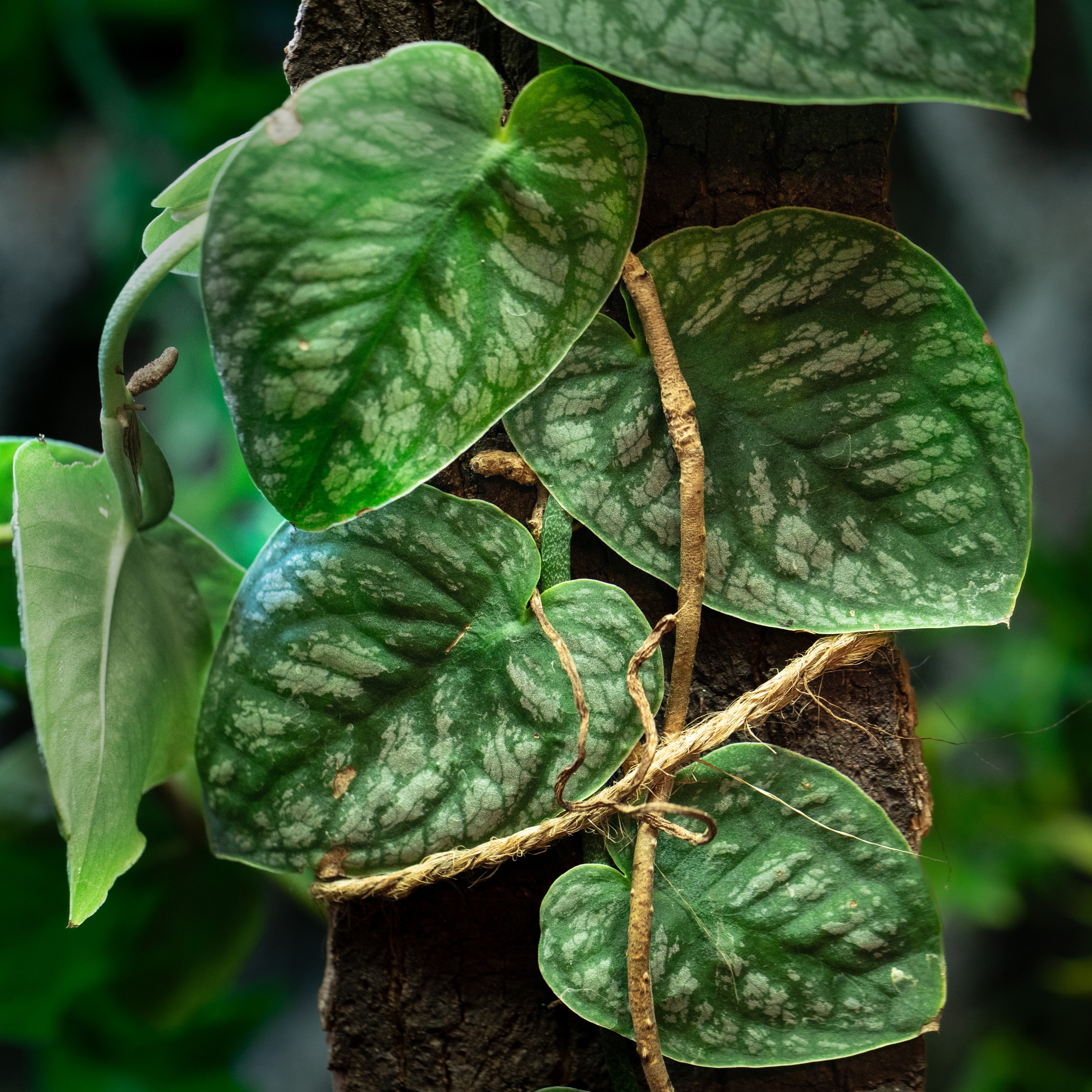 Monstera_dubia