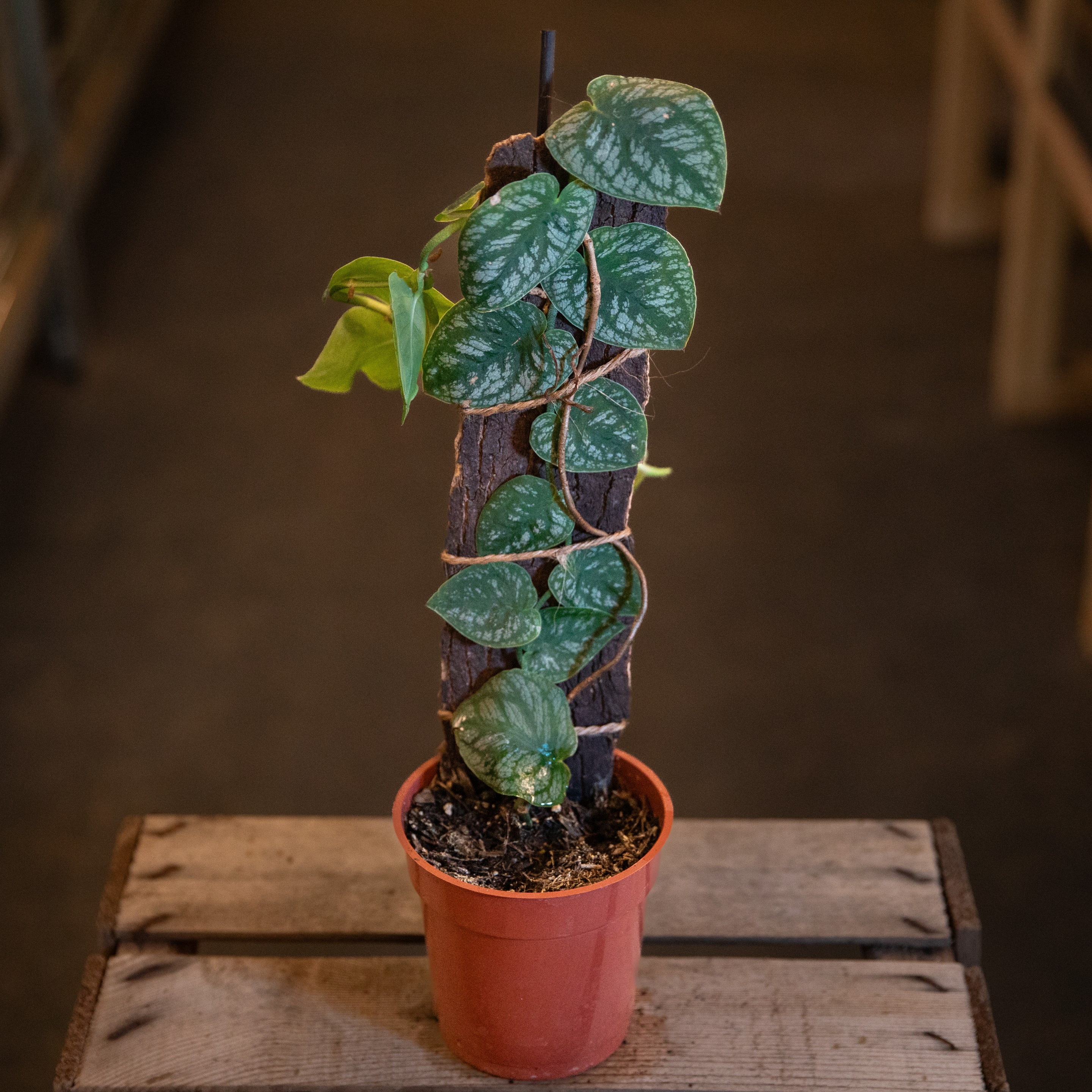 Monstera_dubia