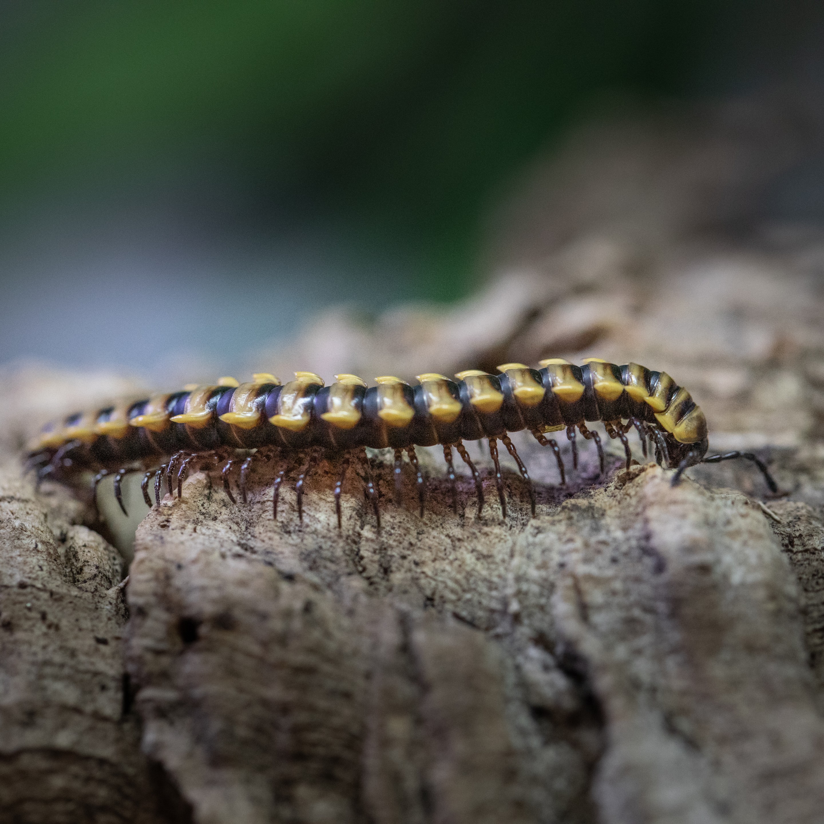 Orthomorpha_subkarschi
