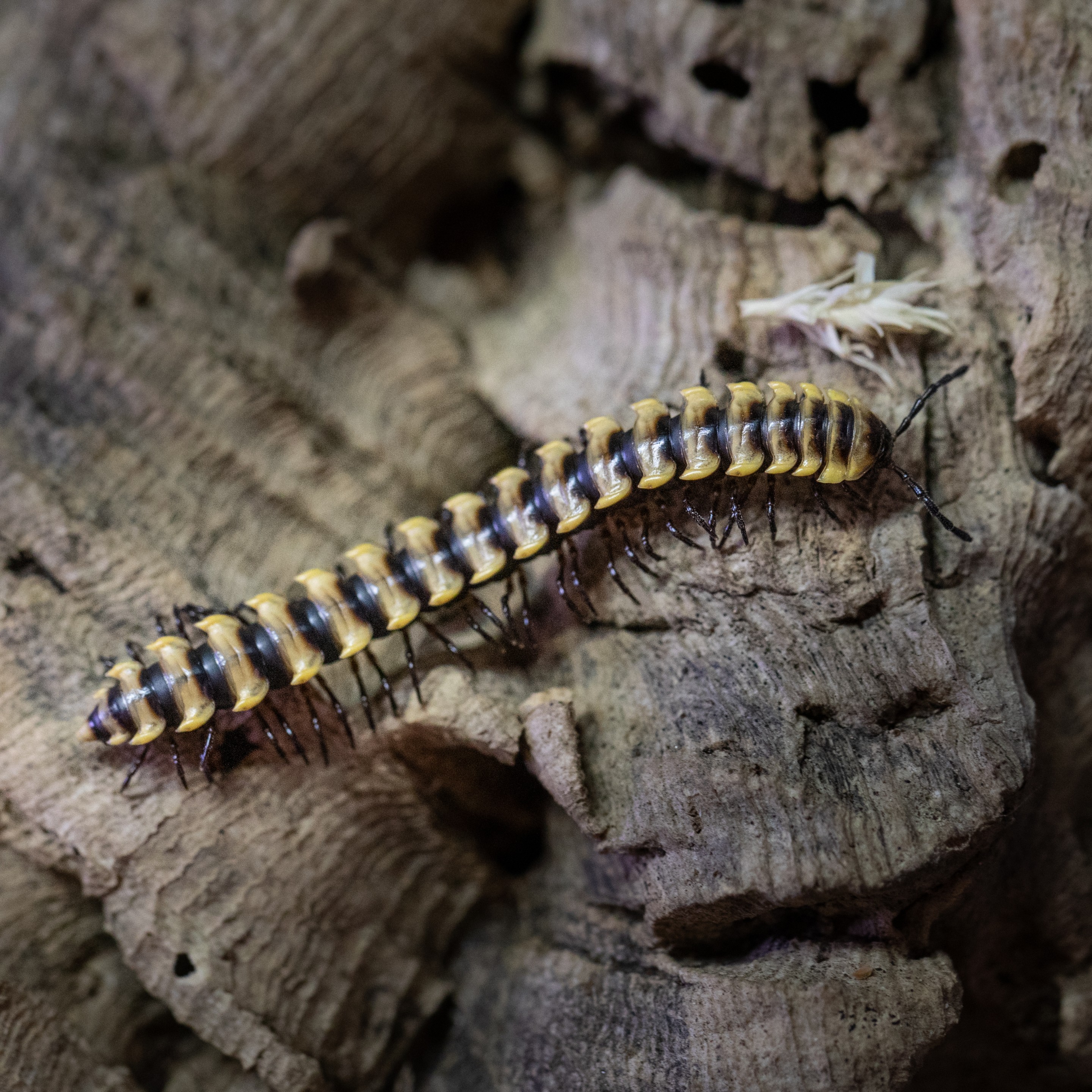 Orthomorpha_subkarschi