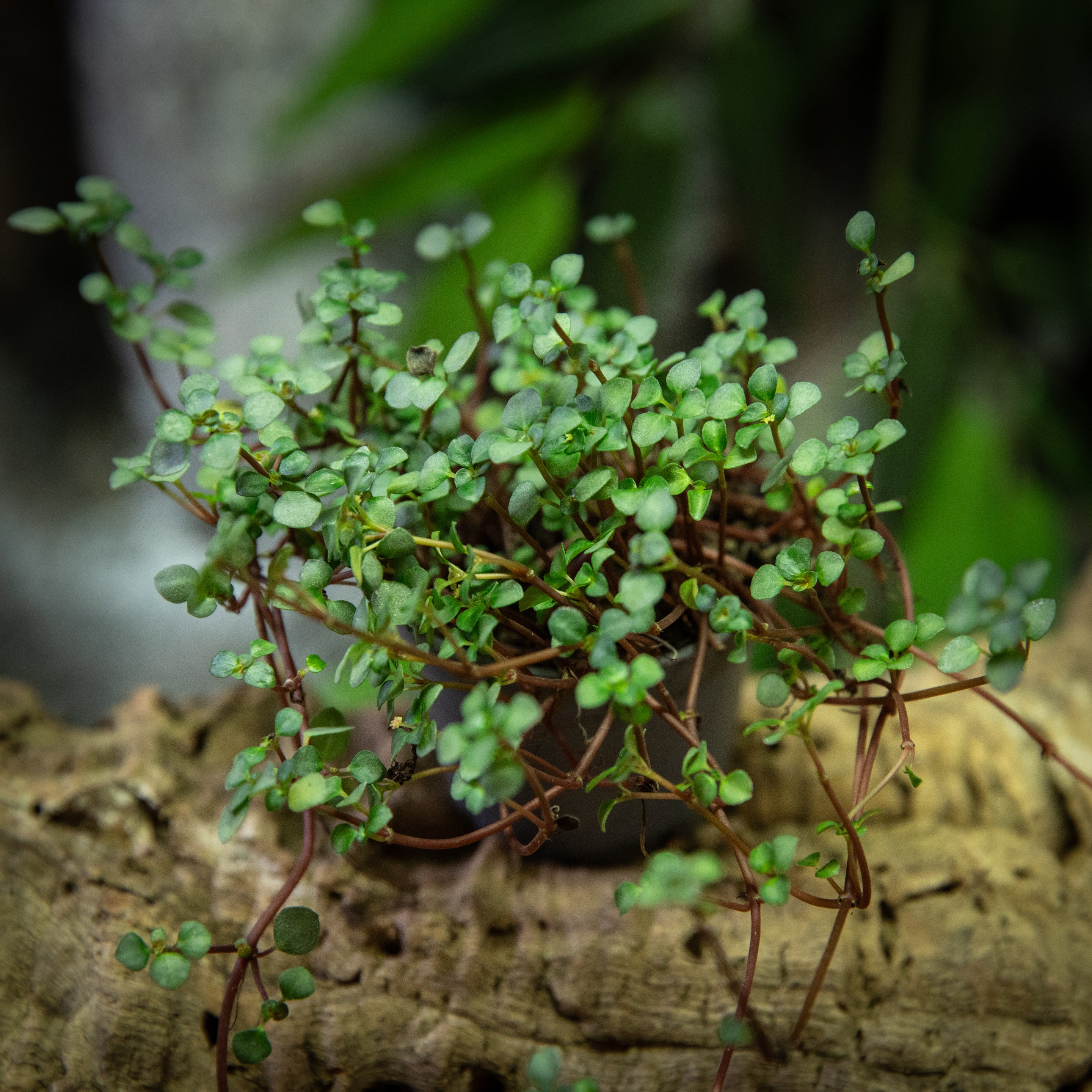 Pilea_nummulariifolia
