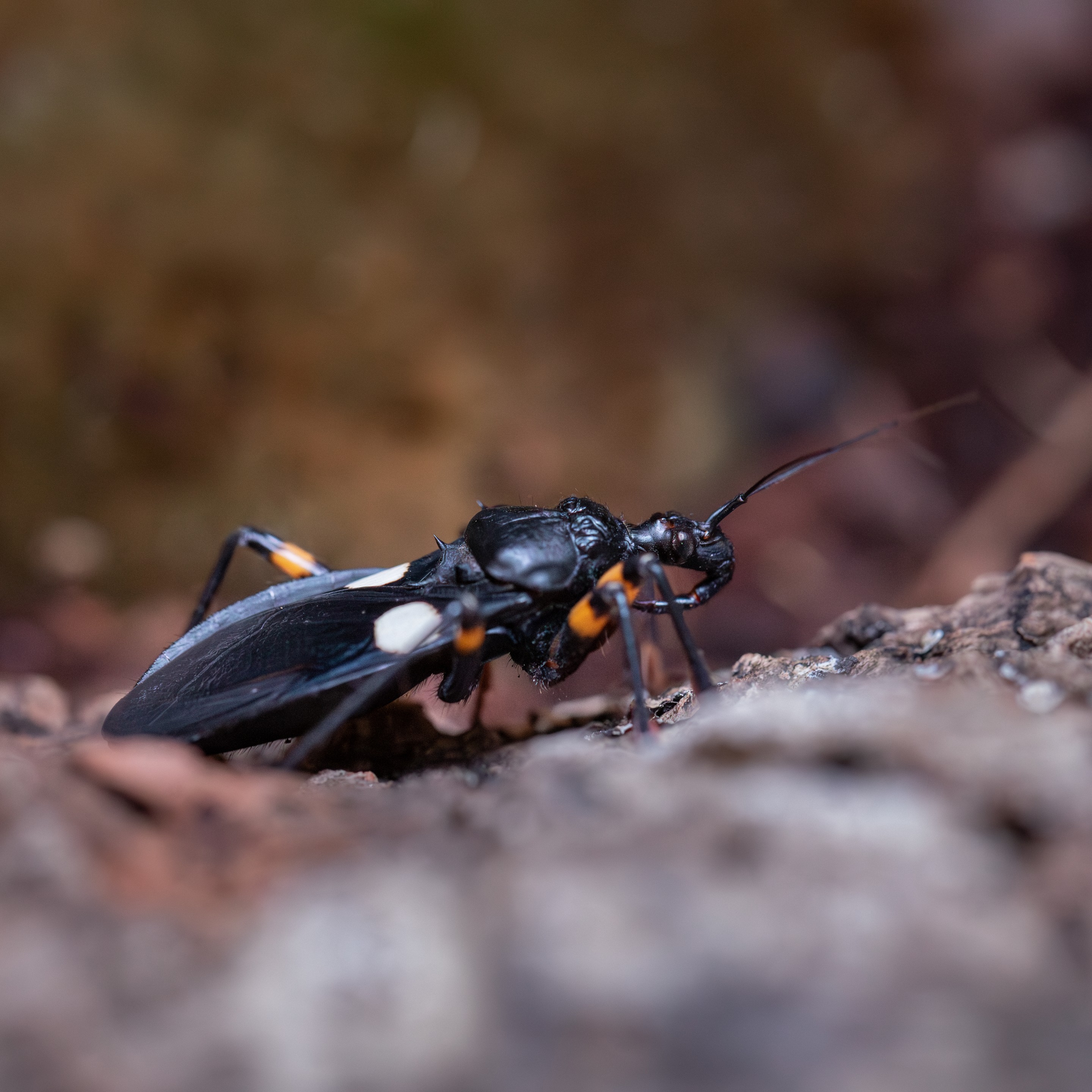Platymeris_biguttatus