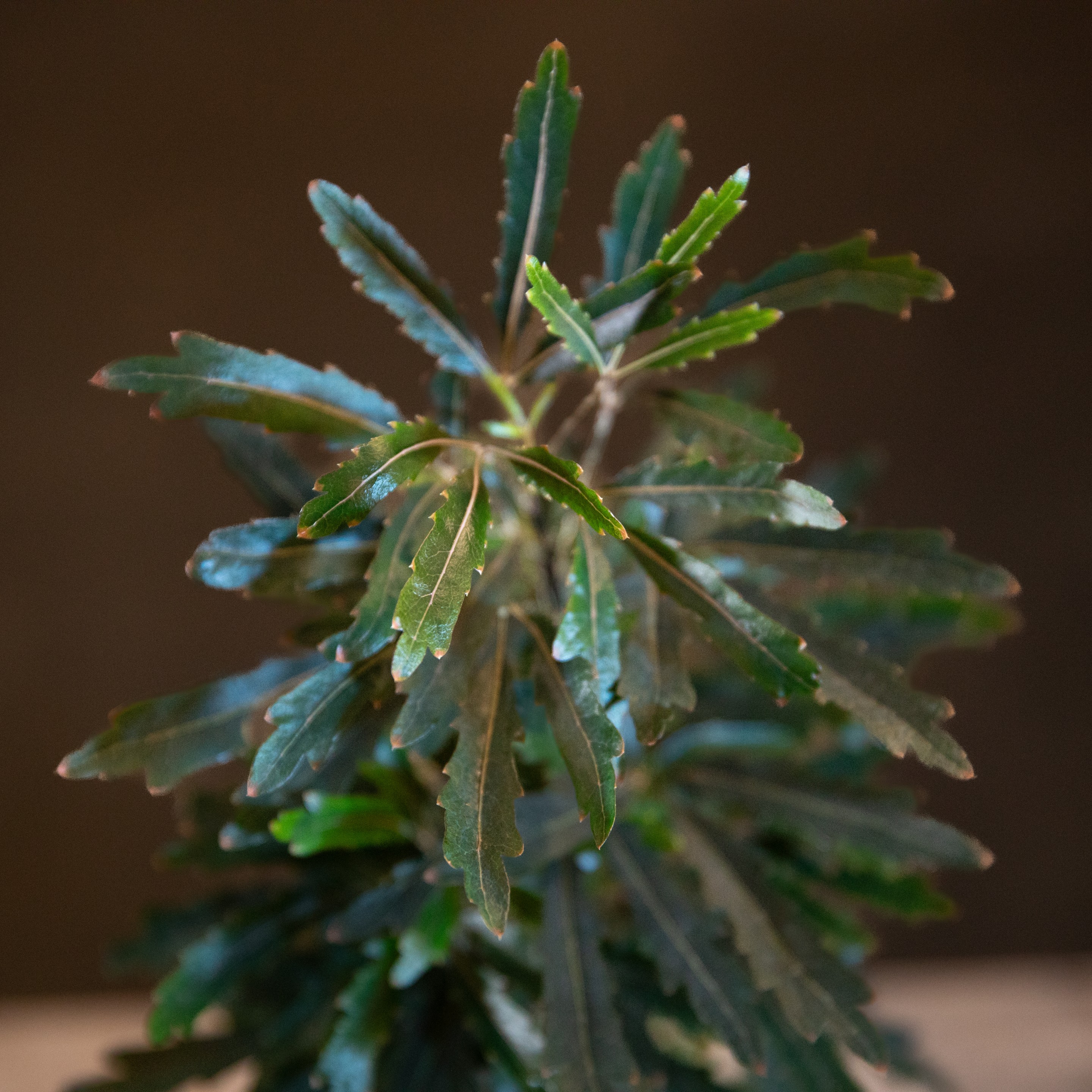 Schefflera_elegantissima