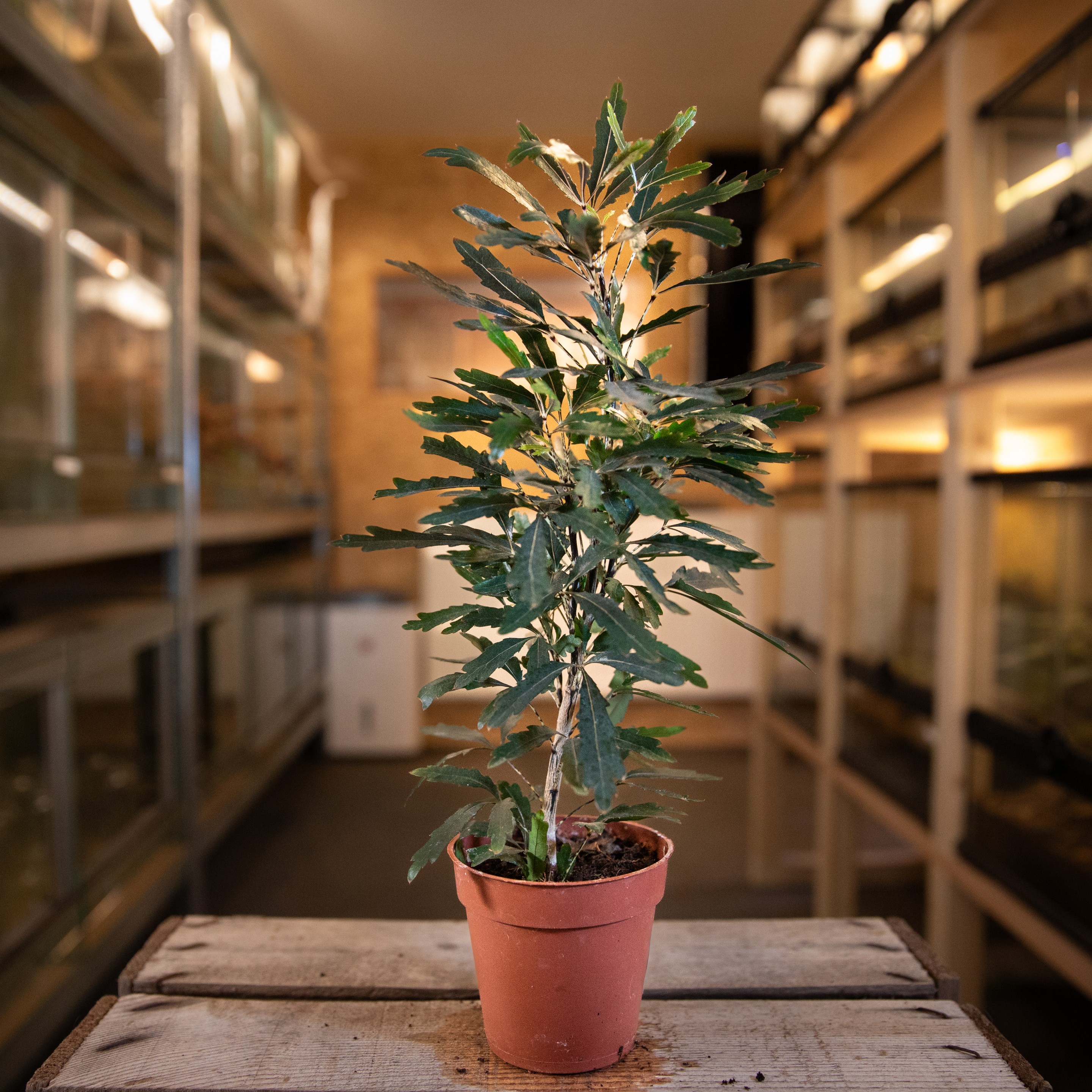 Schefflera_elegantissima