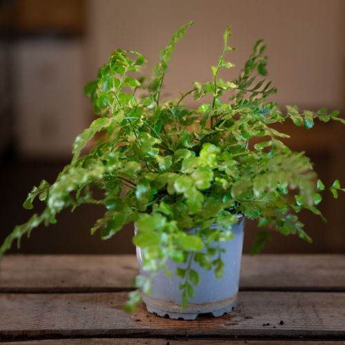 Asplenium "Parvati"