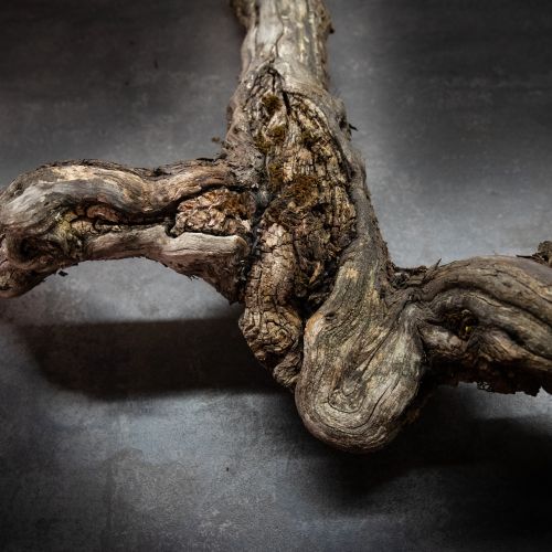 Pied de vigne