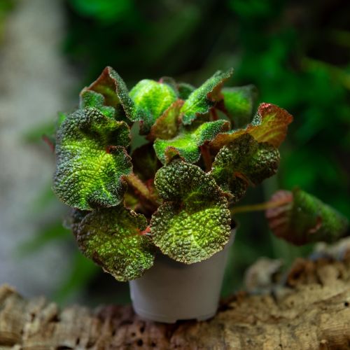 Begonia sp.