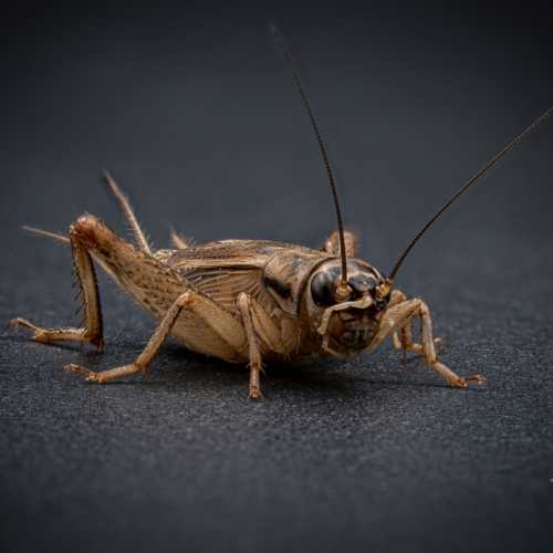 Acheta domestica